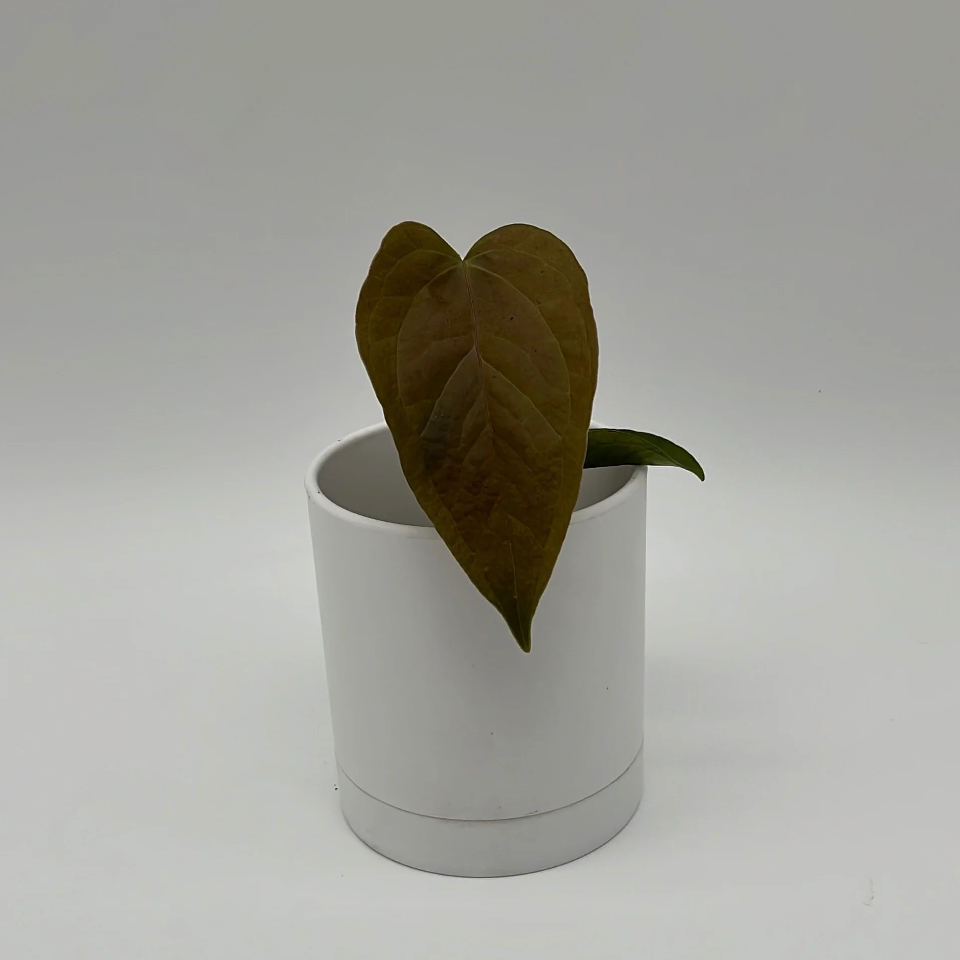 Anthurium Queen of Hearts - Image 4