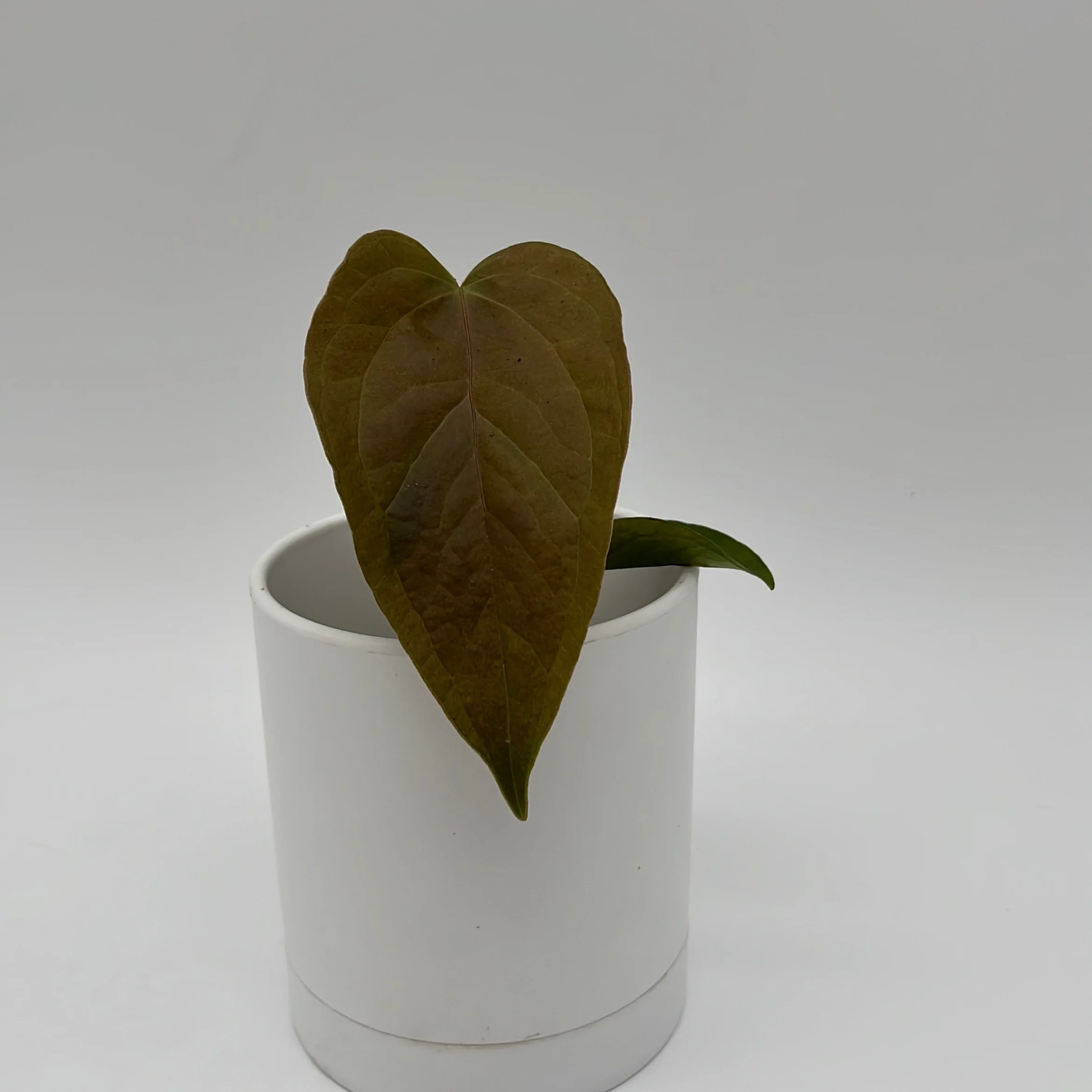 Anthurium Queen of Hearts - Image 5