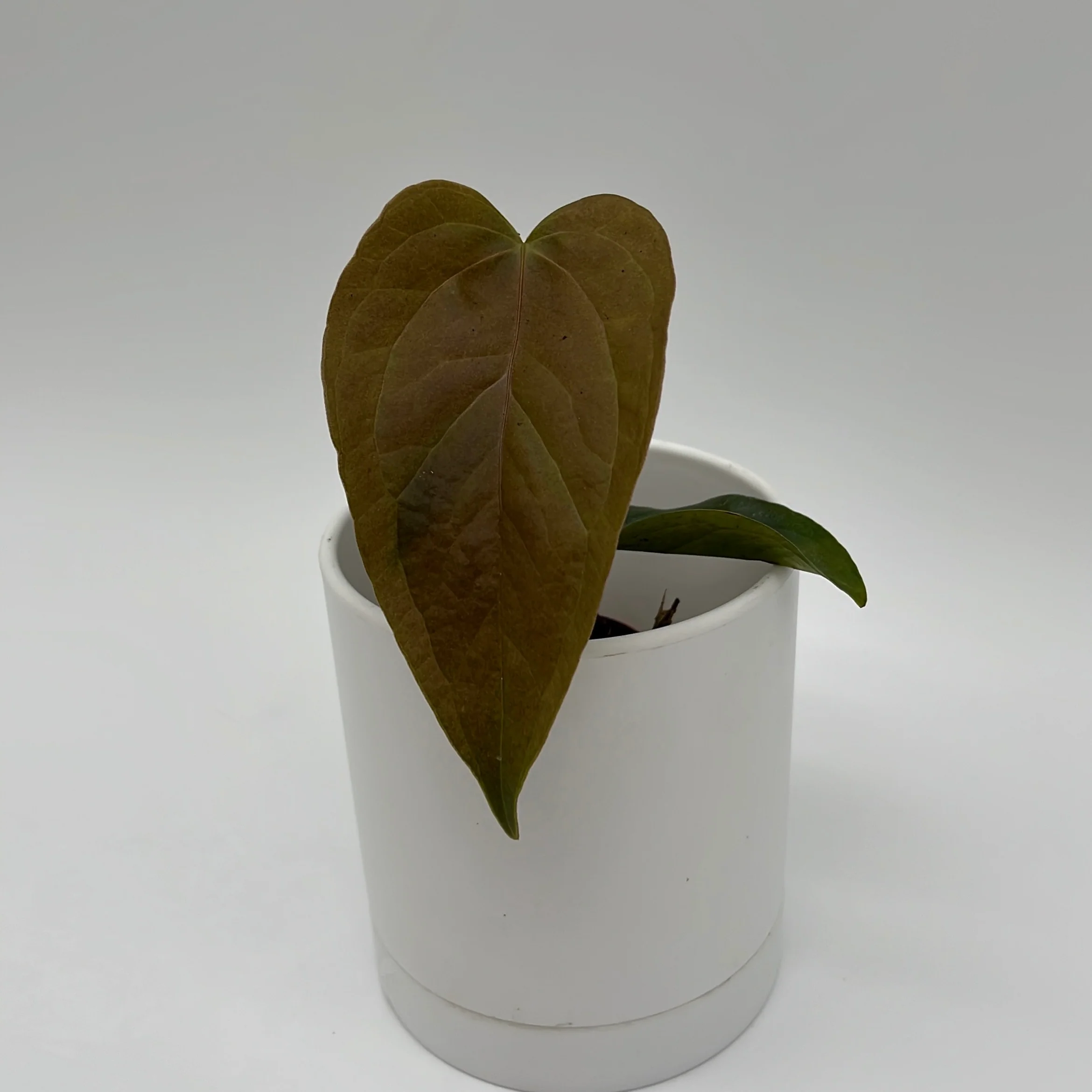 Anthurium Queen of Hearts - Image 6