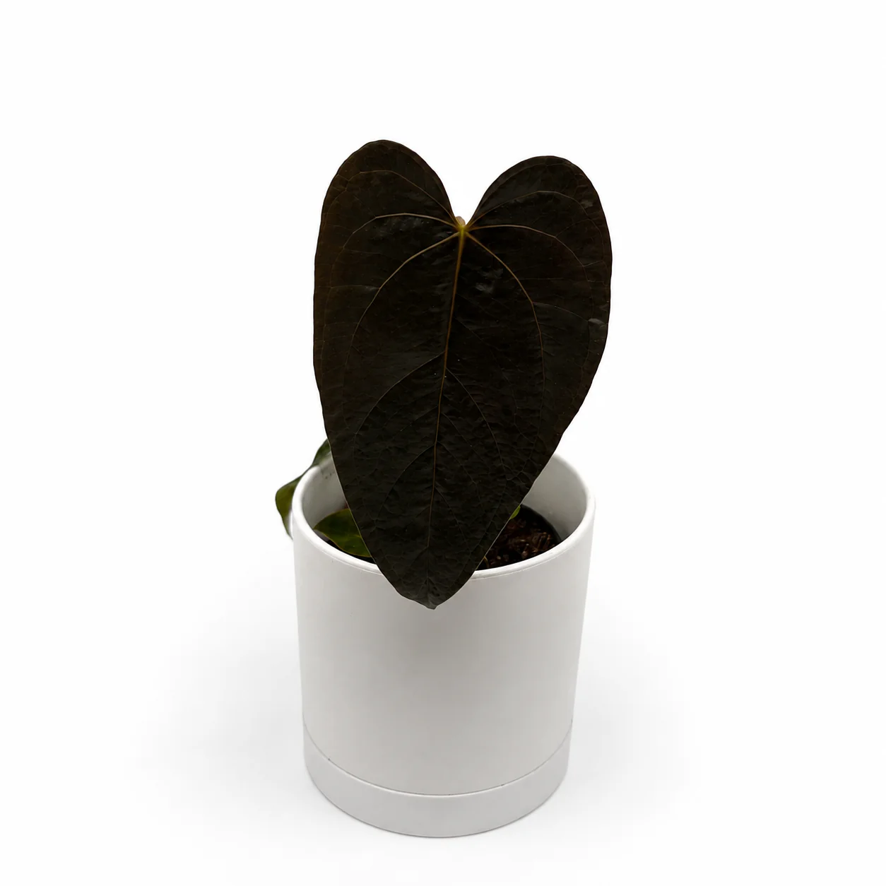 Anthurium Queen of Hearts - Image 7