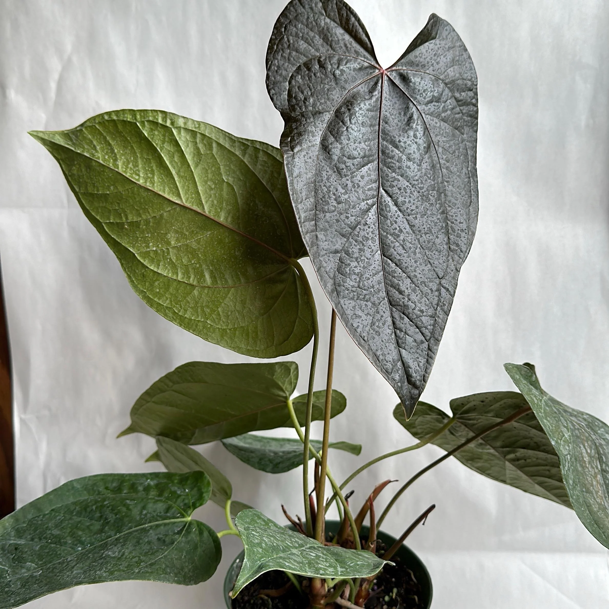 Anthurium Queen of Hearts - Image 8