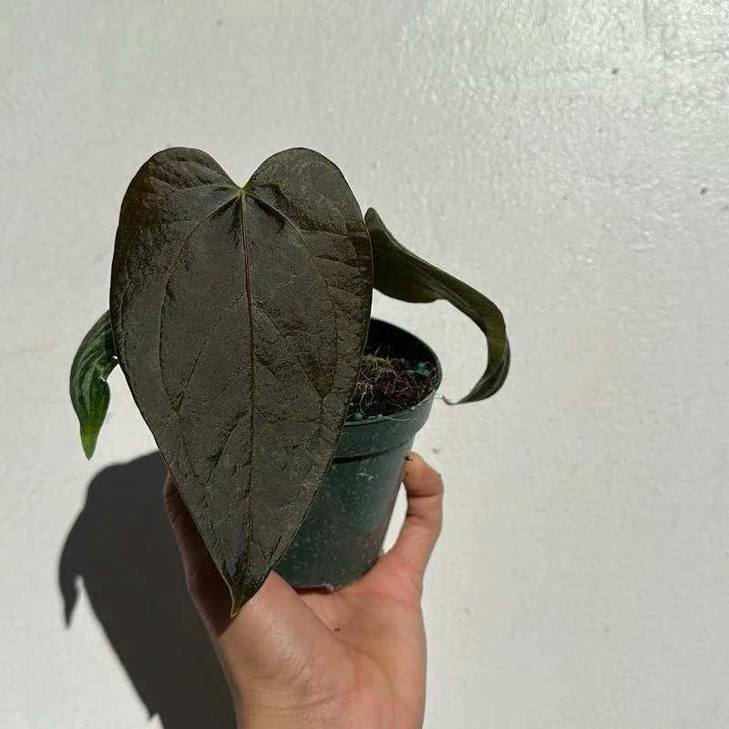 Anthurium Queen of Hearts - Image 9