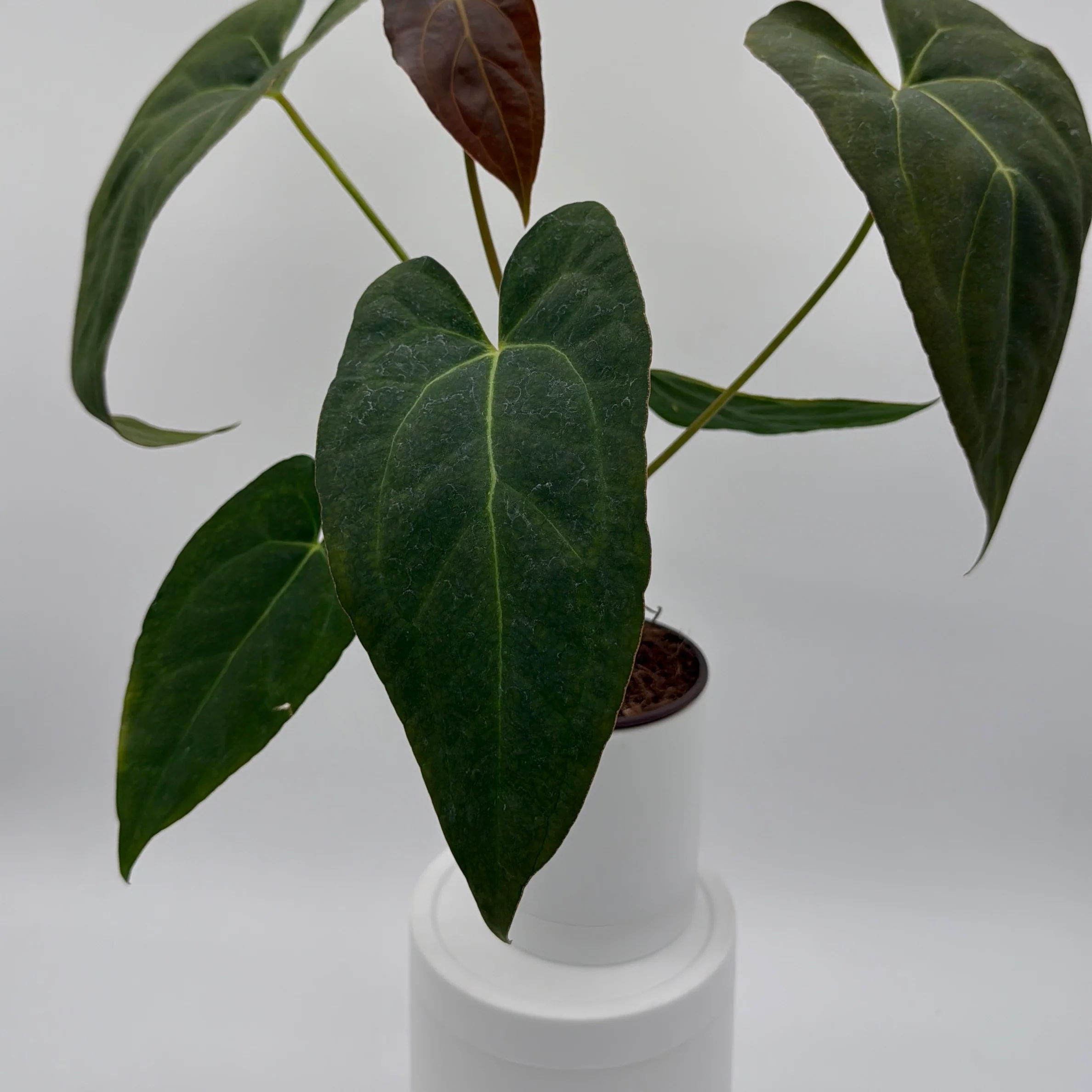 Anthurium Red Crystal Crystallinum - Image 2