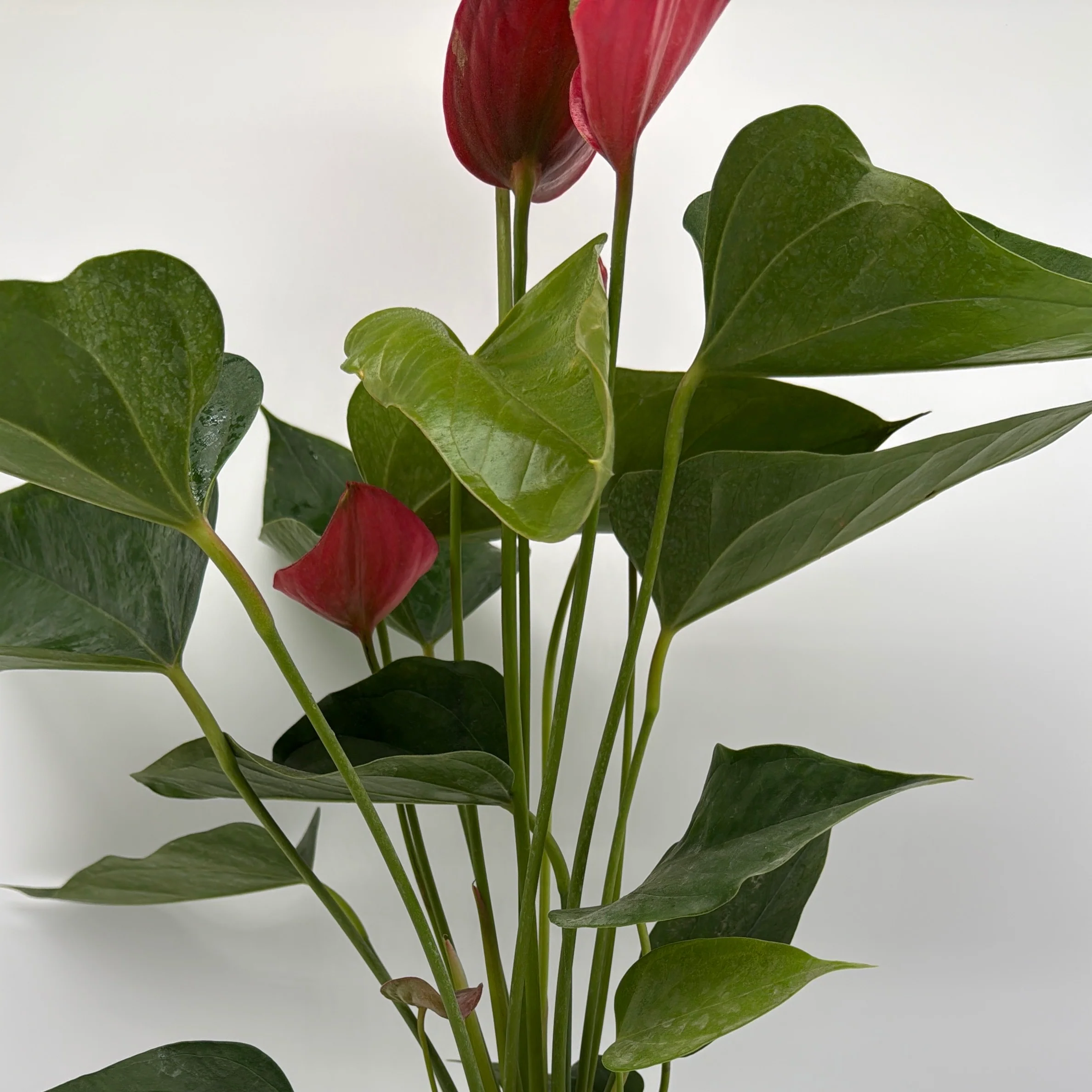 Anthurium Red Heart - Image 3