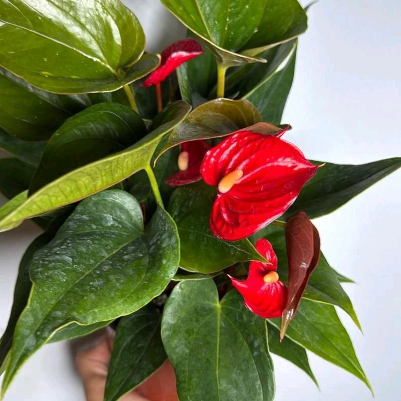 Anthurium Red Heart - Image 4