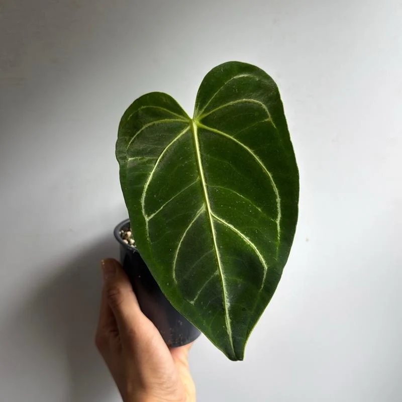 Anthurium Regale - Image 3