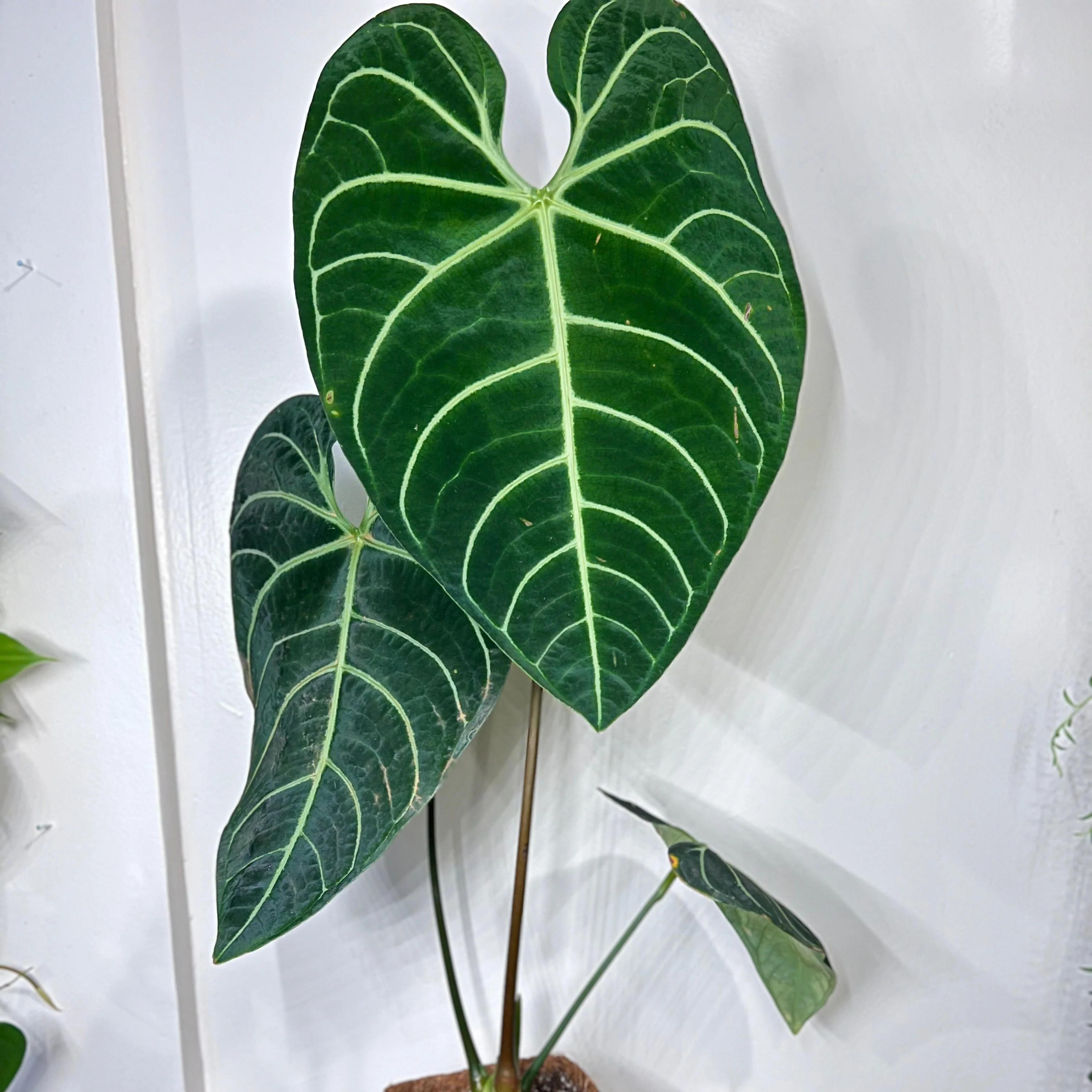Anthurium Regale - Image 5