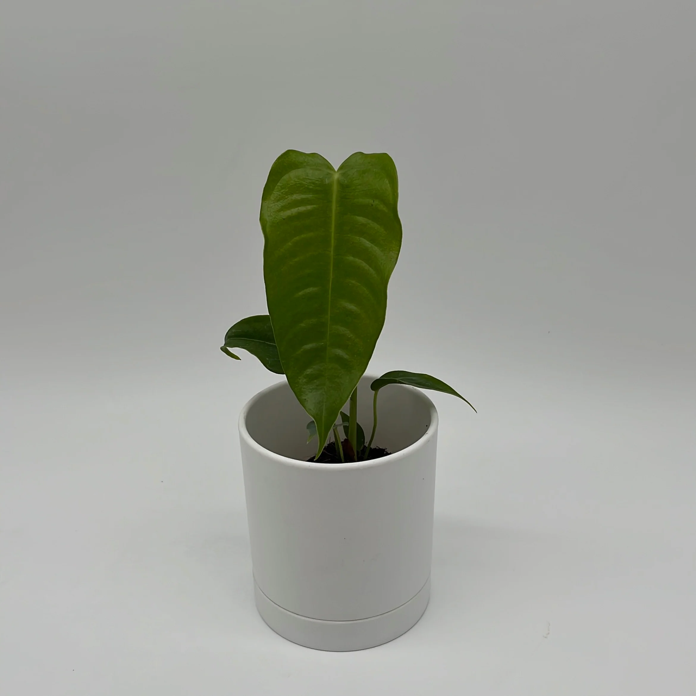 Anthurium Veitchii King - Image 2