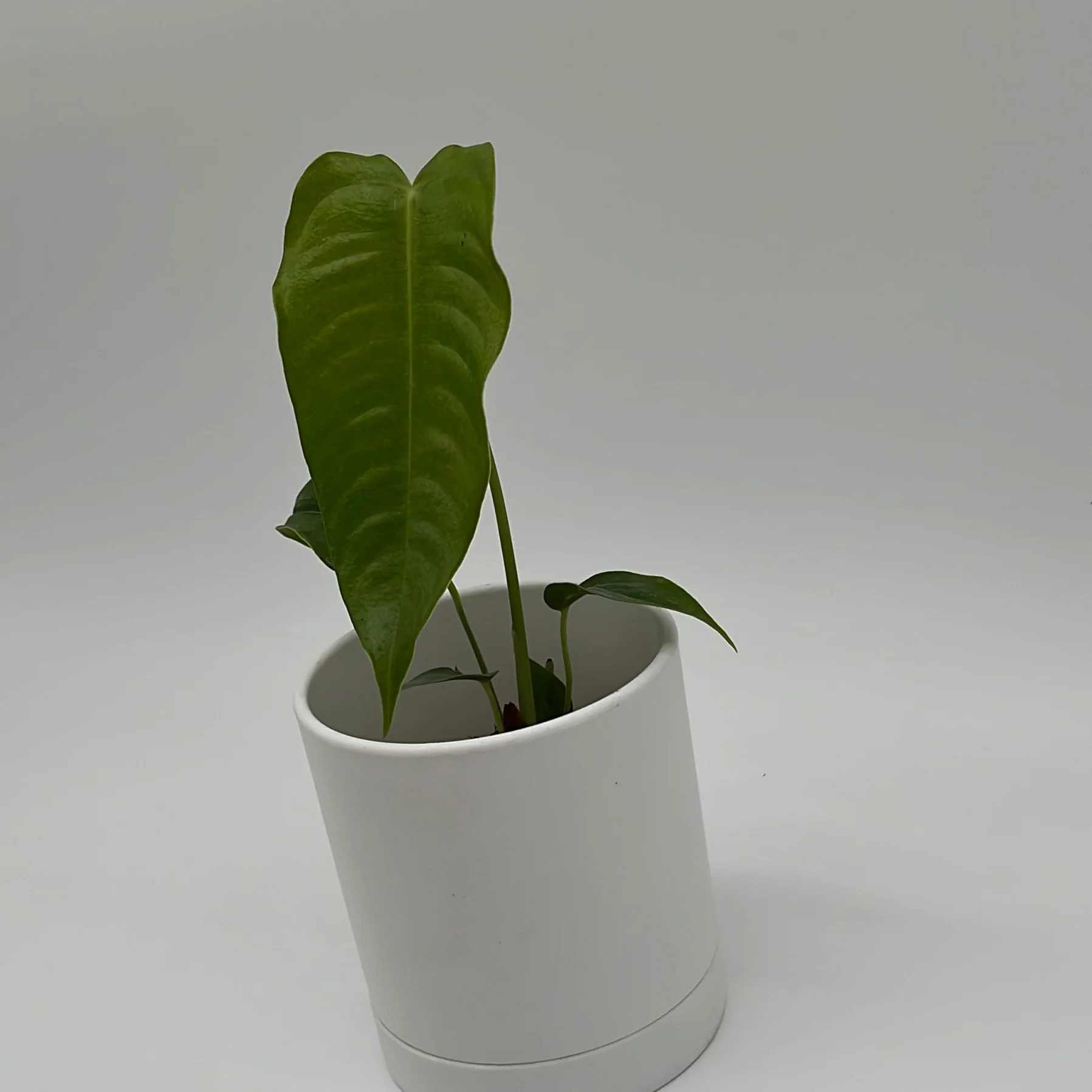 Anthurium Veitchii King - Image 3