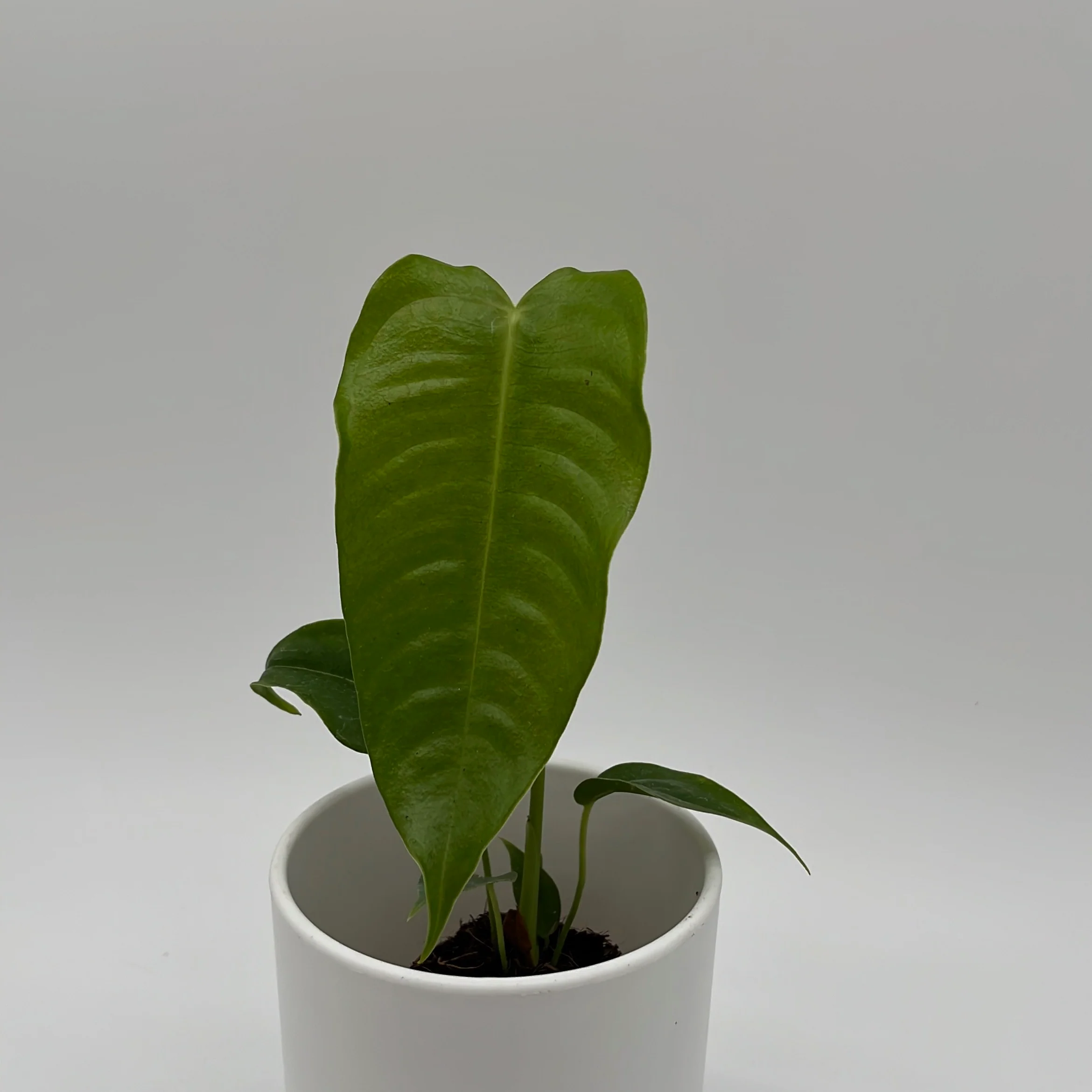 Anthurium Veitchii King - Image 4