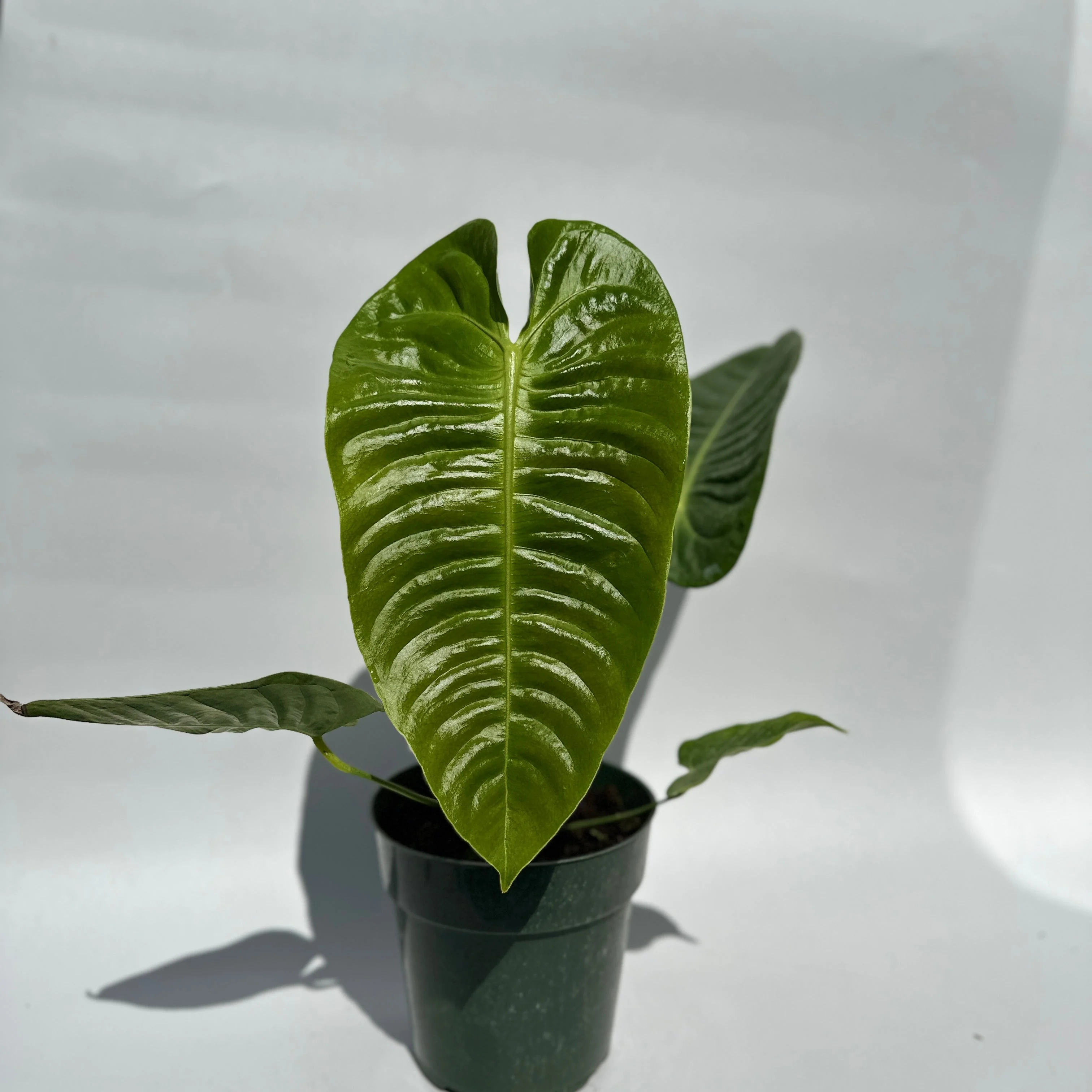 Anthurium Veitchii King - Image 5