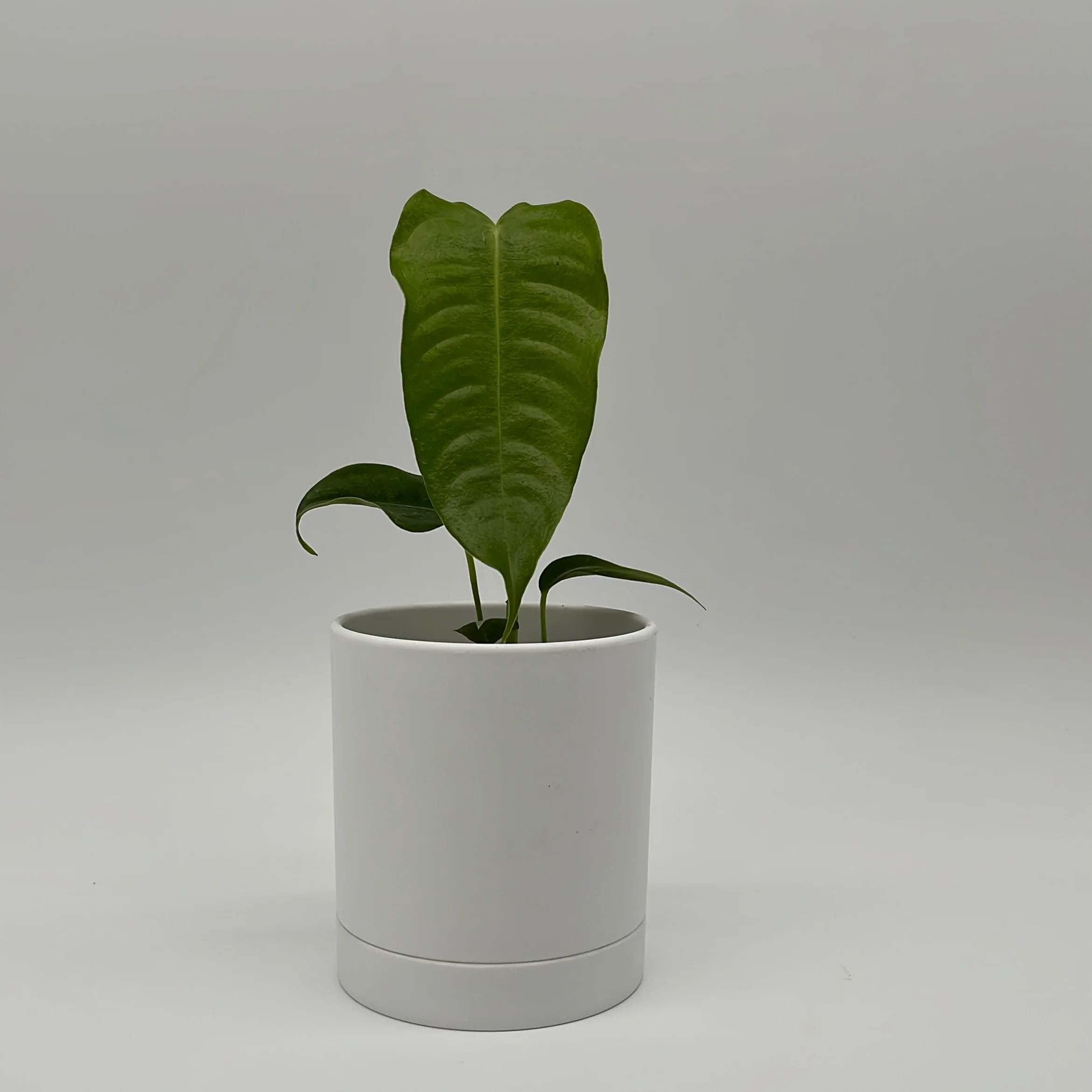Anthurium Veitchii King - Image 6