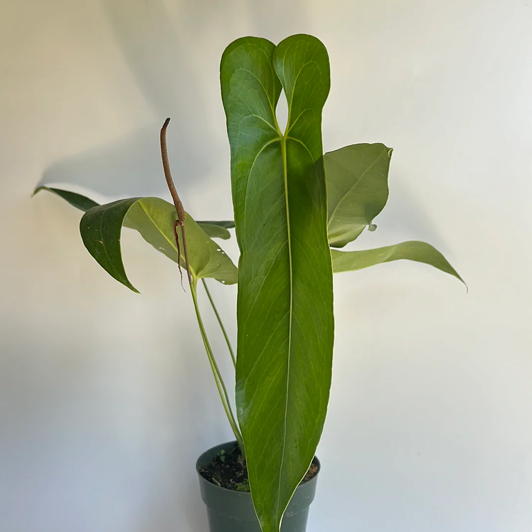 Anthurium Verrapaenze - Image 2