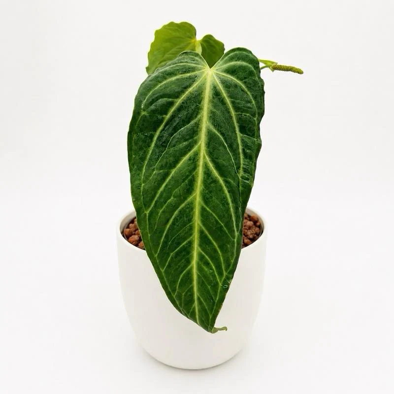 Anthurium Villenaorum - Image 2