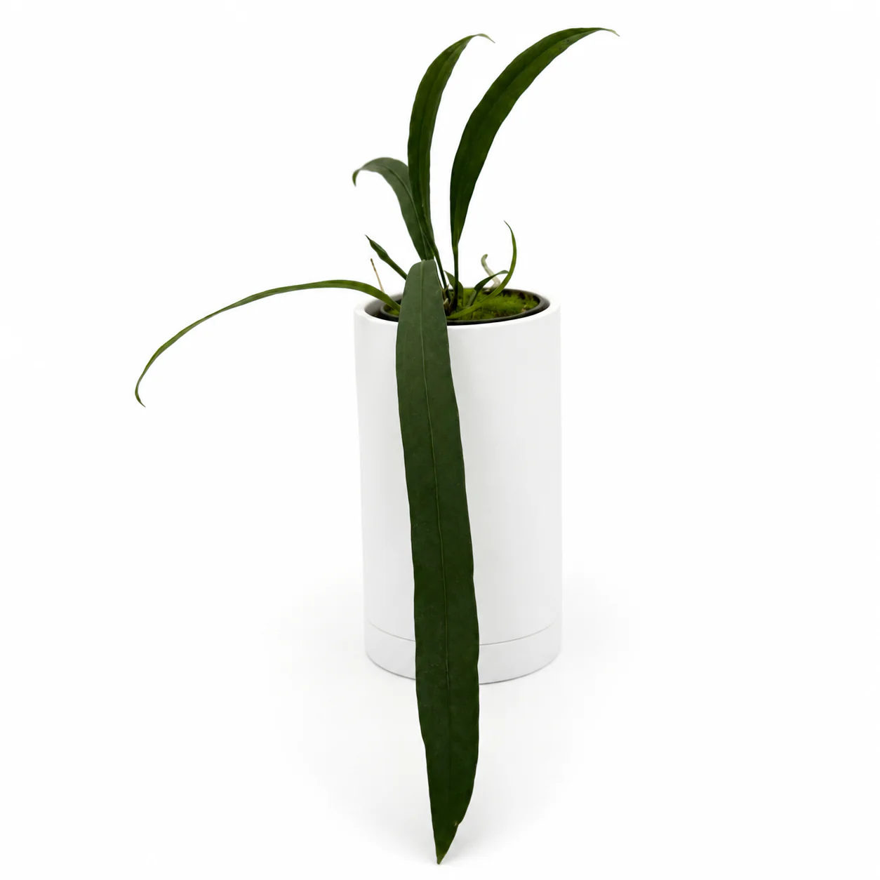 Anthurium Vittarifolium - Image 2
