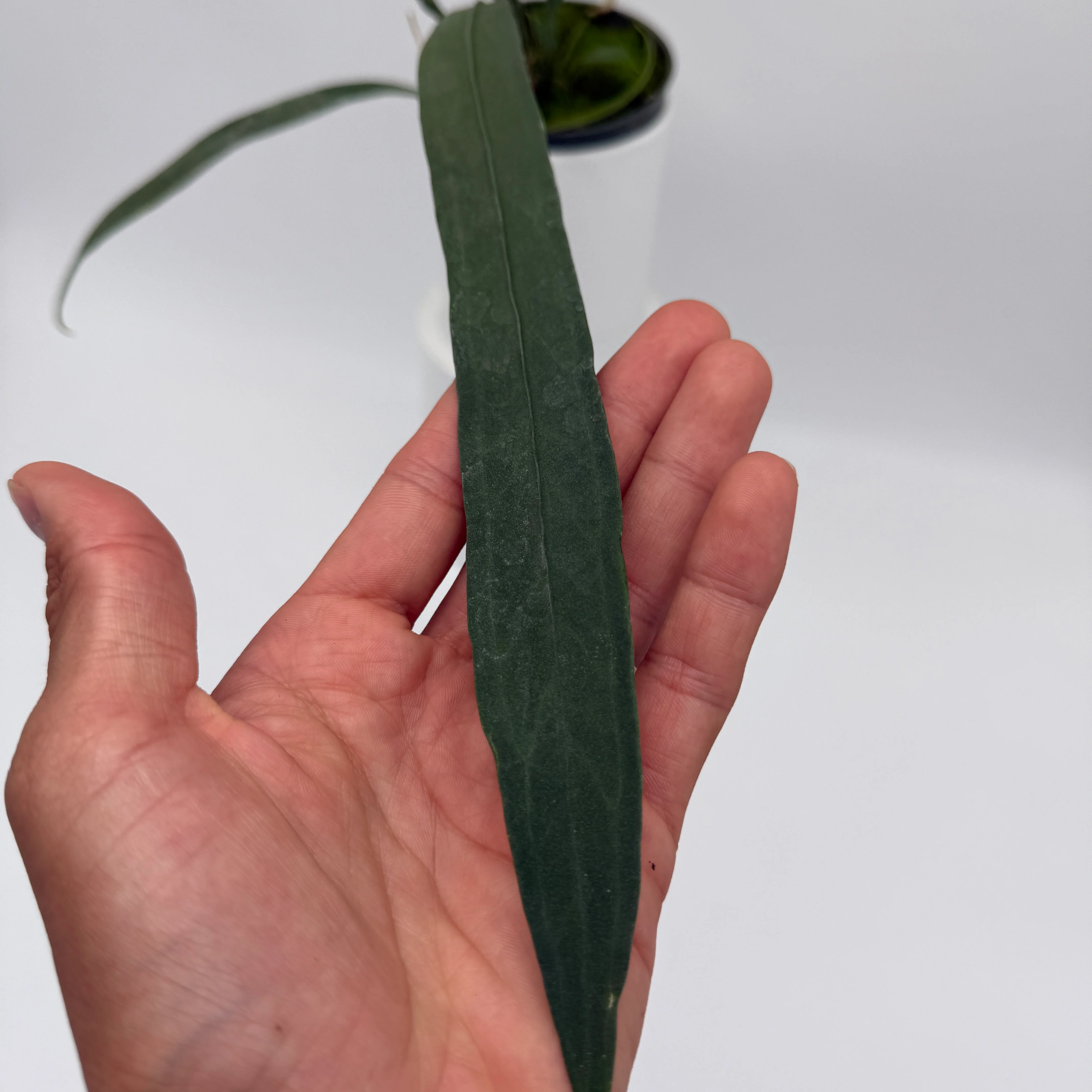 Anthurium Vittarifolium - Image 3