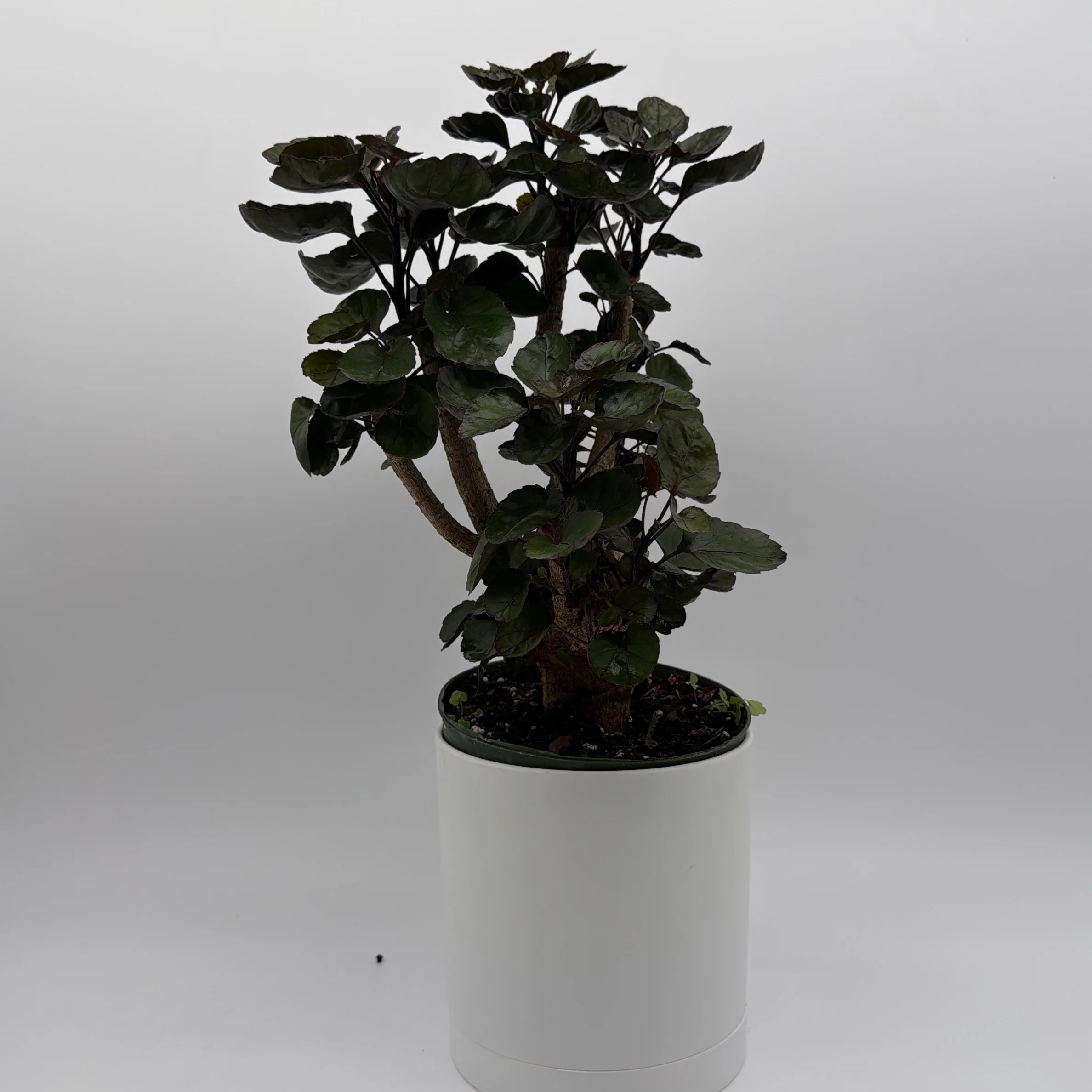 Aralia Fabian Tree