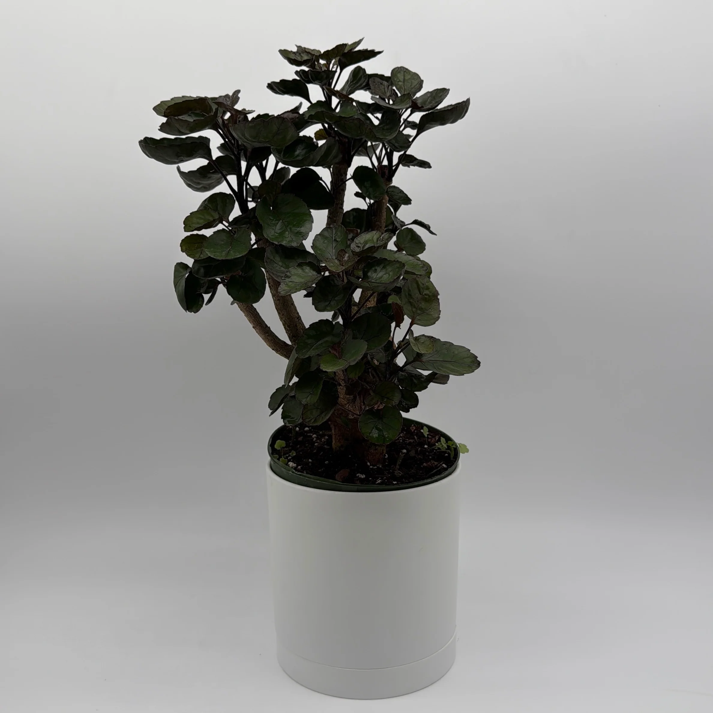 Aralia Fabian Tree - Image 2