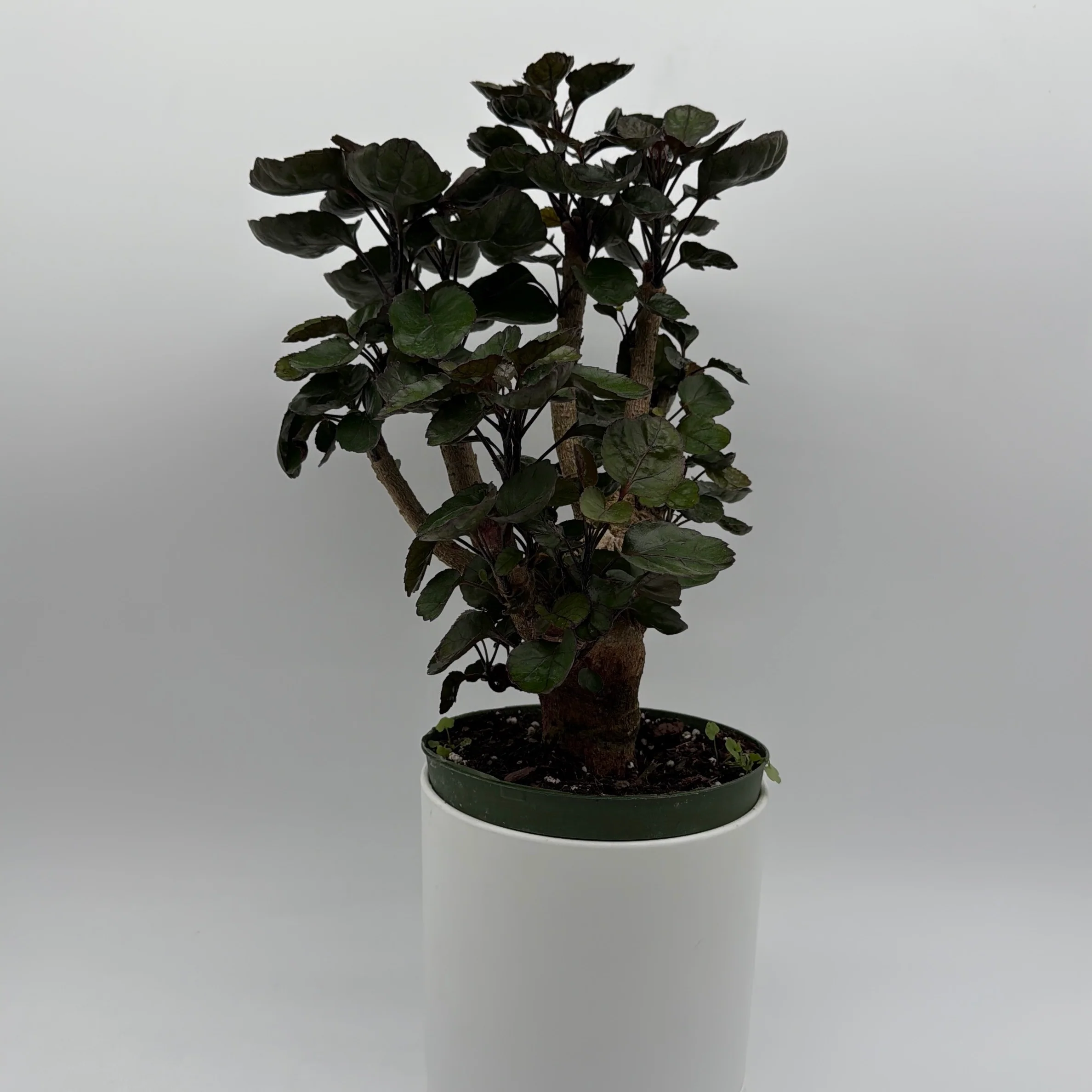 Aralia Fabian Tree - Image 3