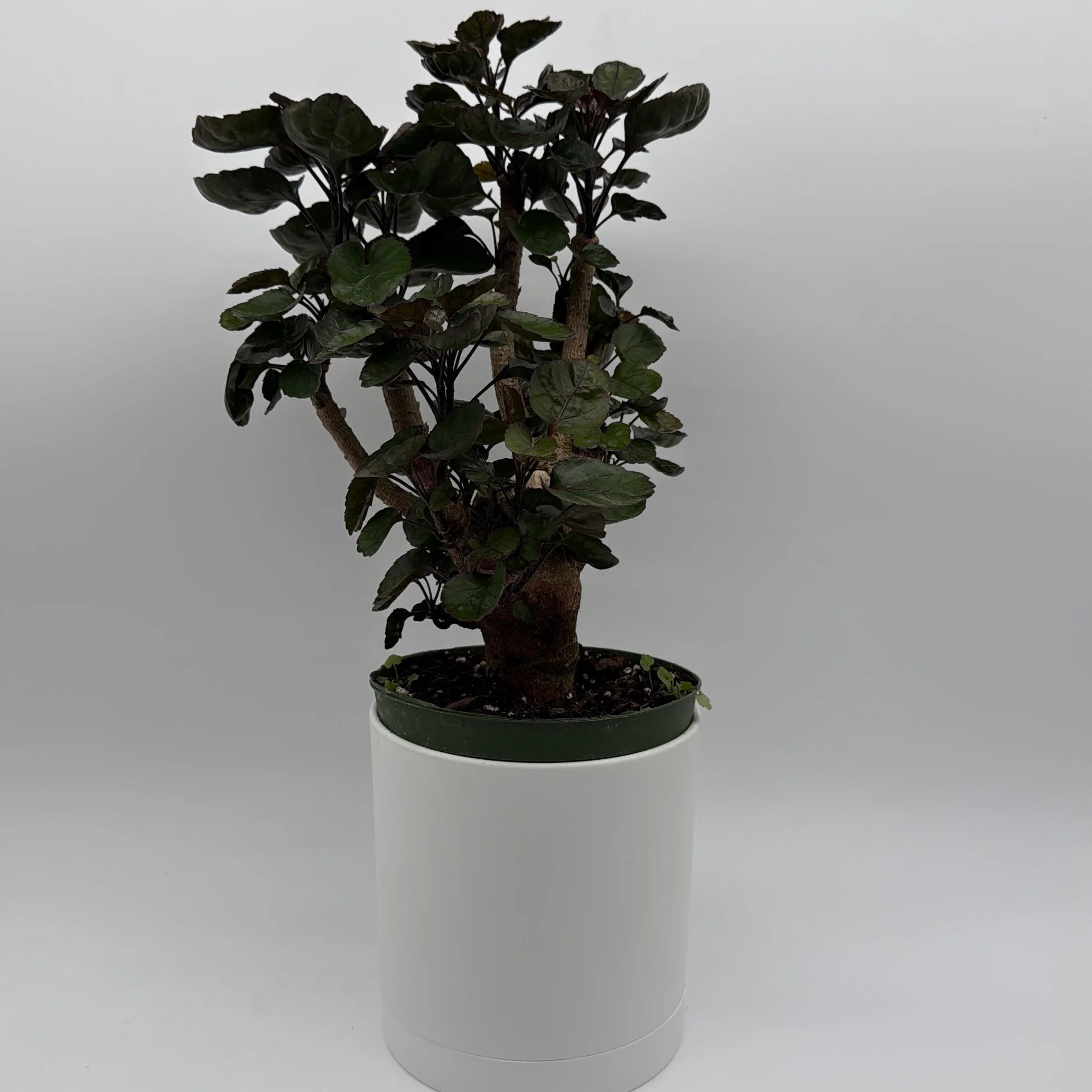 Aralia Fabian Tree - Image 4