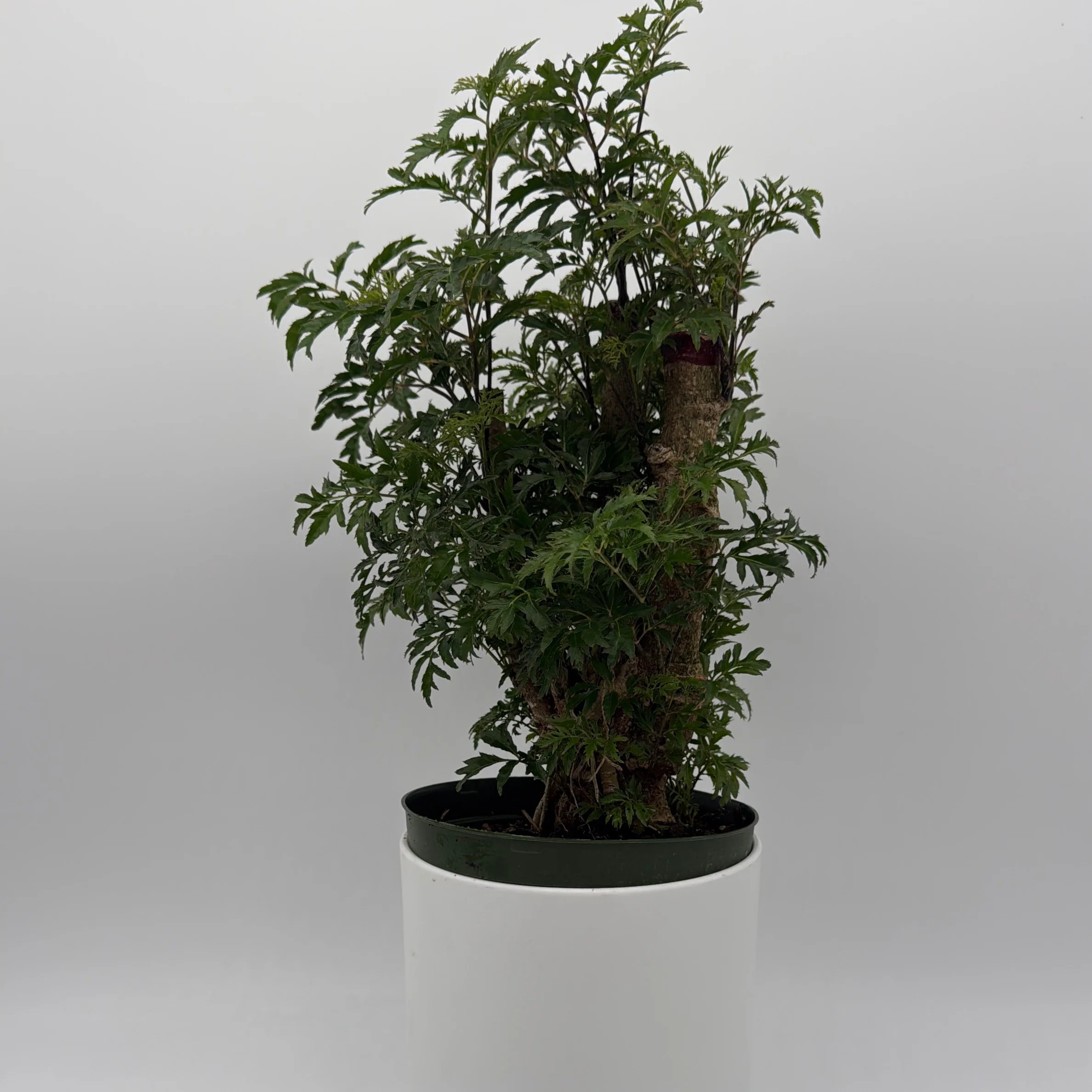 Aralia Ming Stump - Image 3