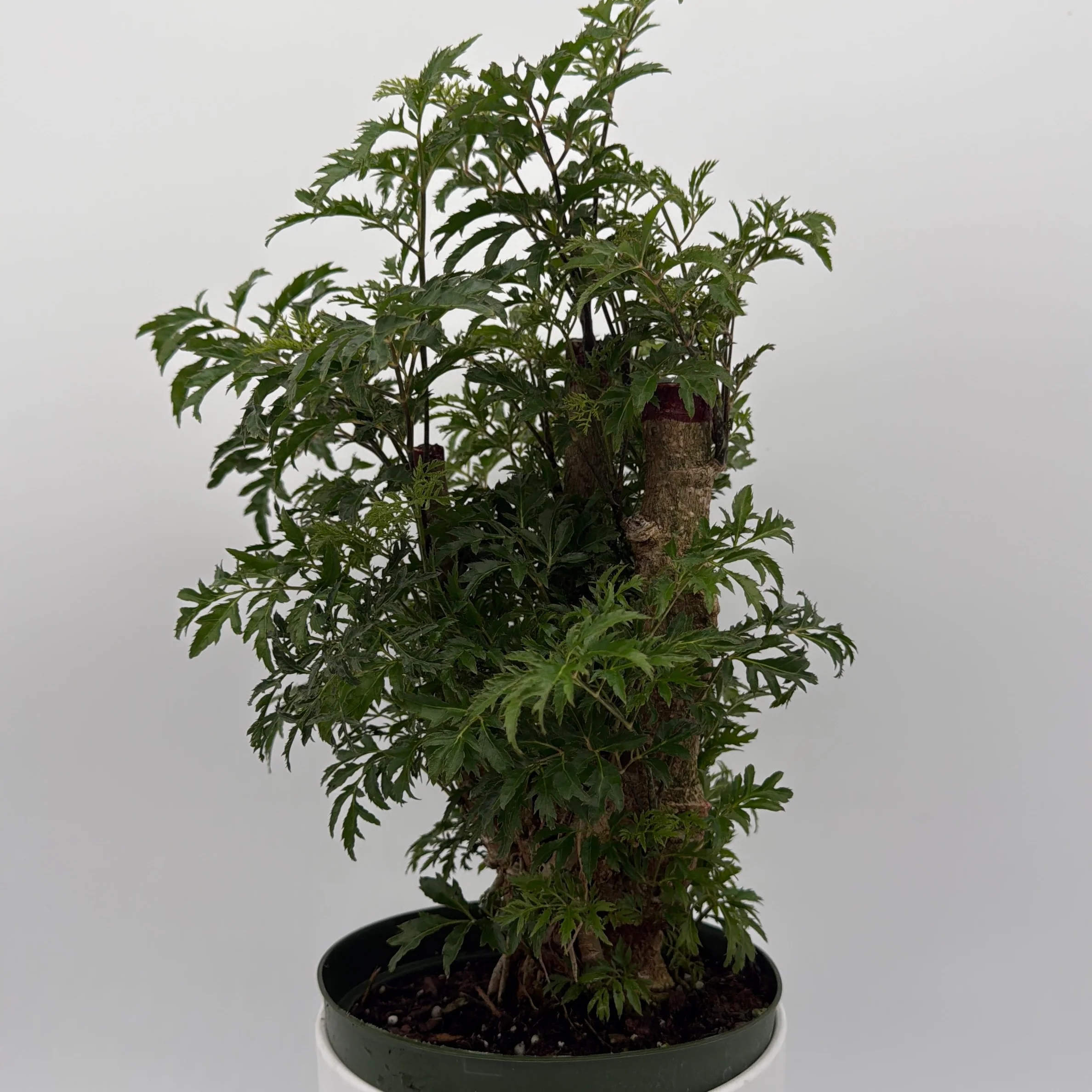 Aralia Ming Stump - Image 4