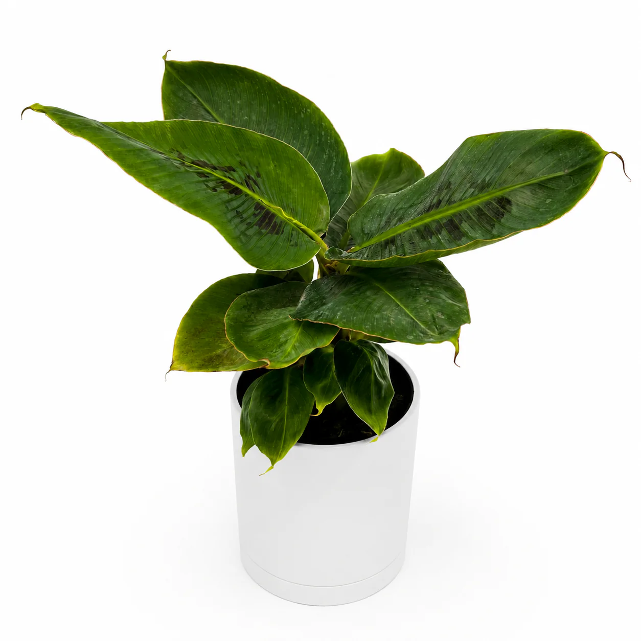 Banana ‘Musa Tropicana’