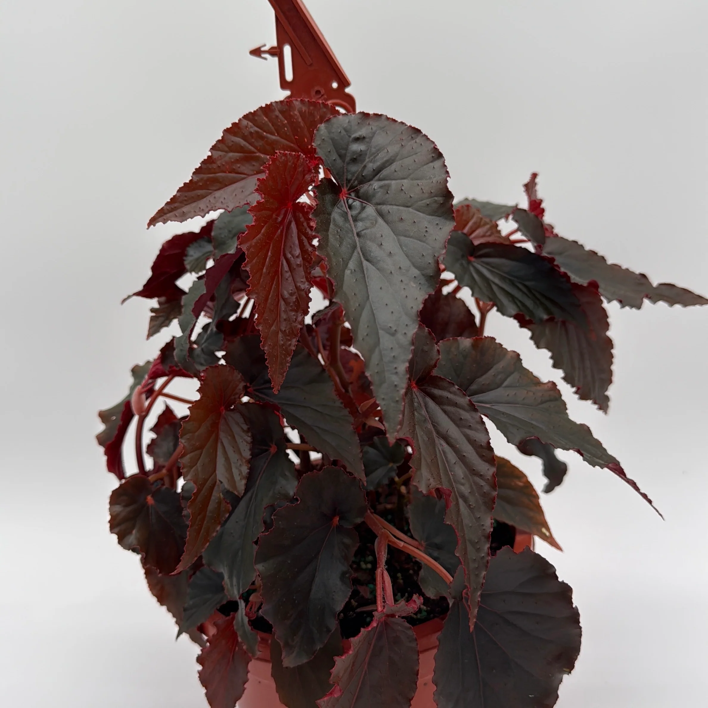 Begonia Black Magic - Image 2