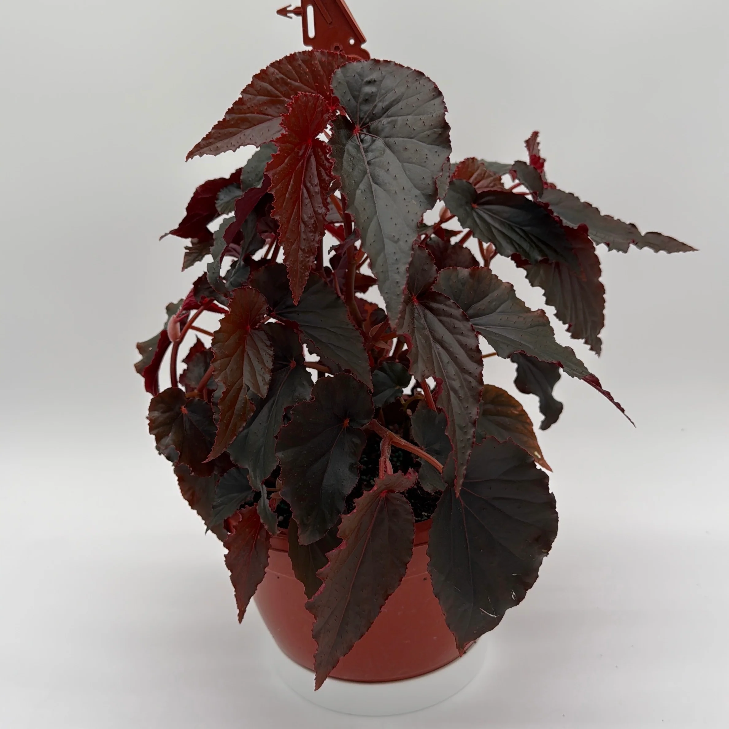 Begonia Black Magic - Image 3