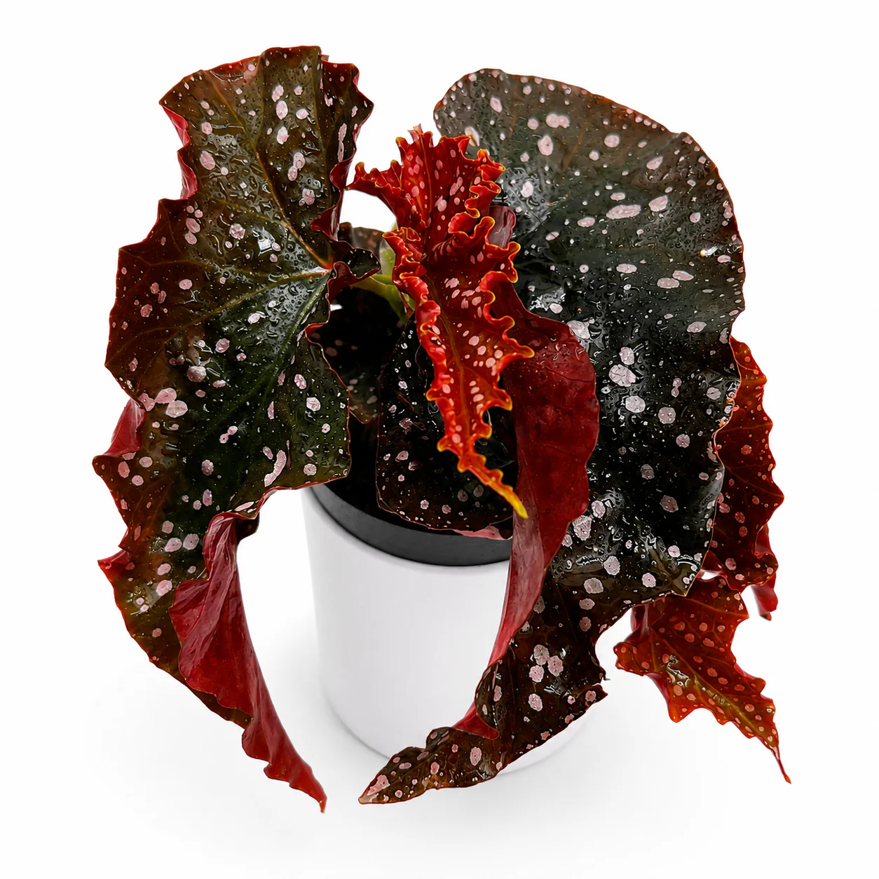 Begonia ‘Cracklin’ Rosie’