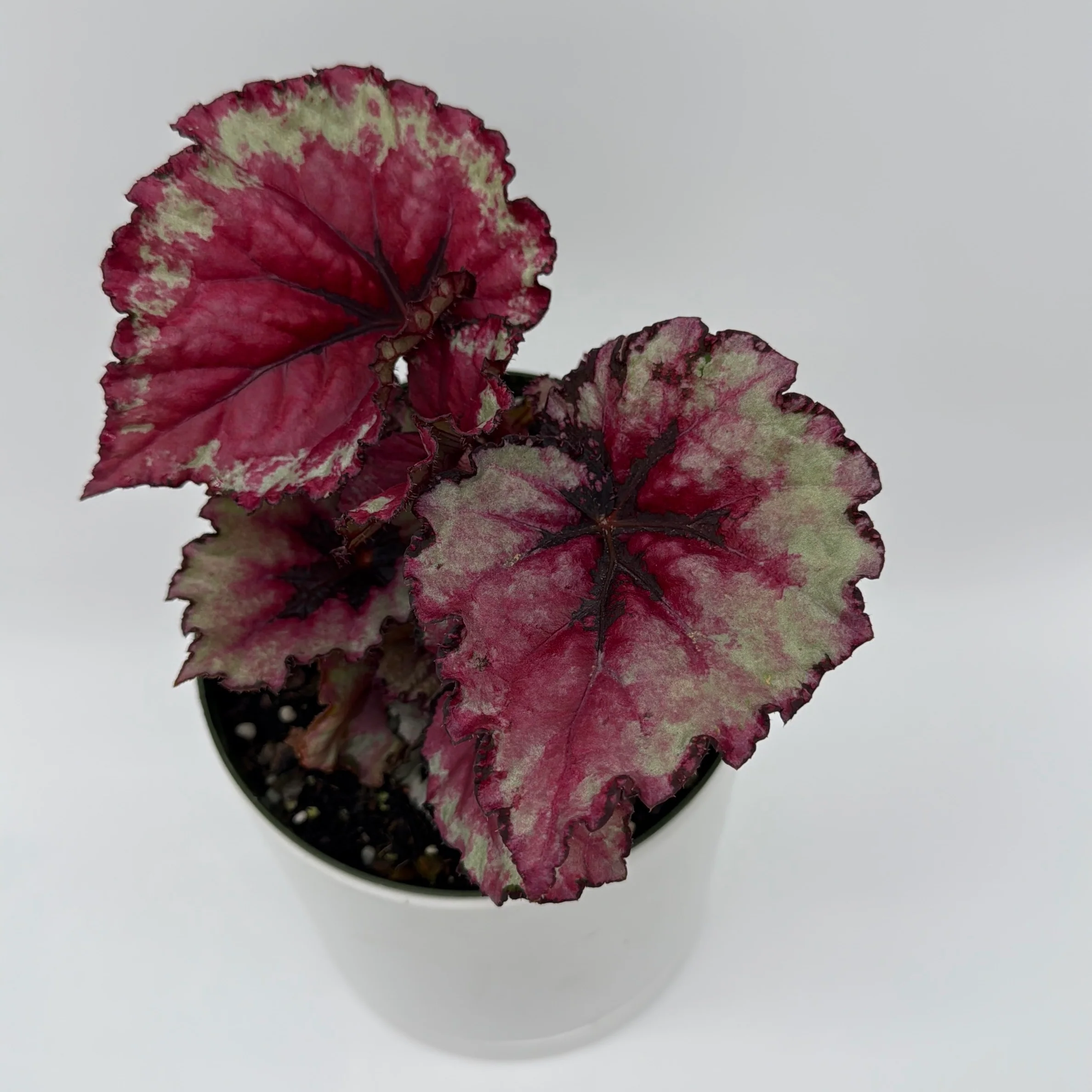 Begonia Exotica 'Raspberry' - Image 2