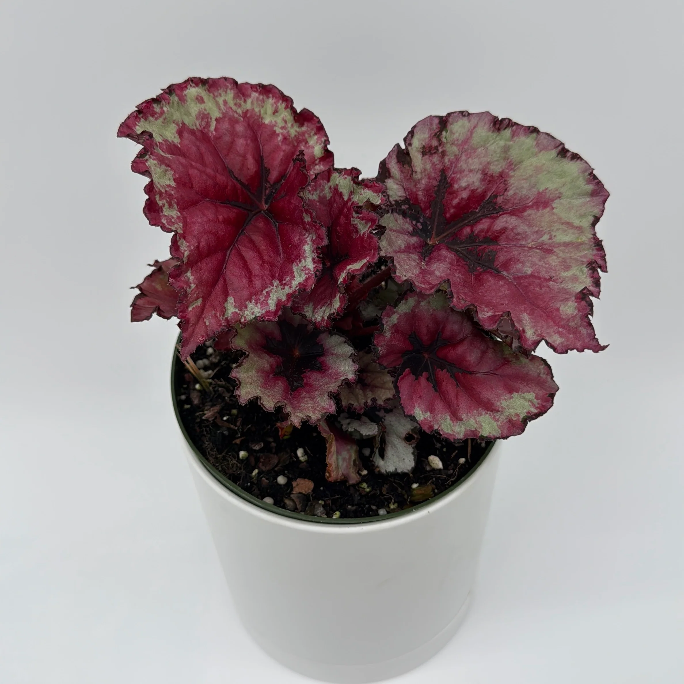 Begonia Exotica 'Raspberry' - Image 3