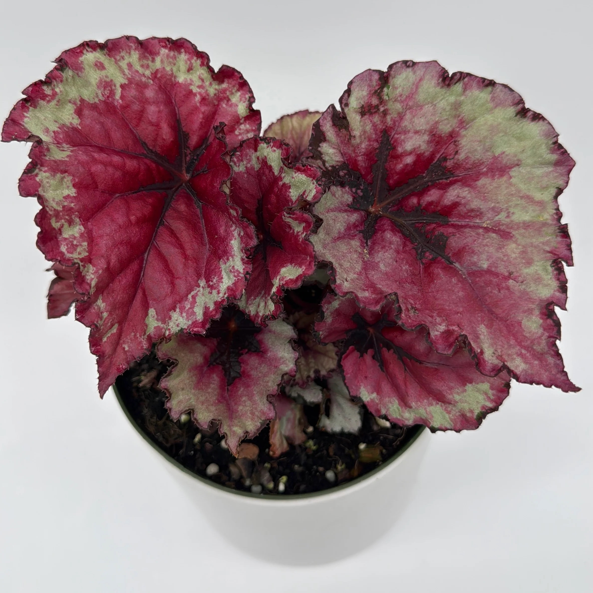 Begonia Exotica 'Raspberry' - Image 4