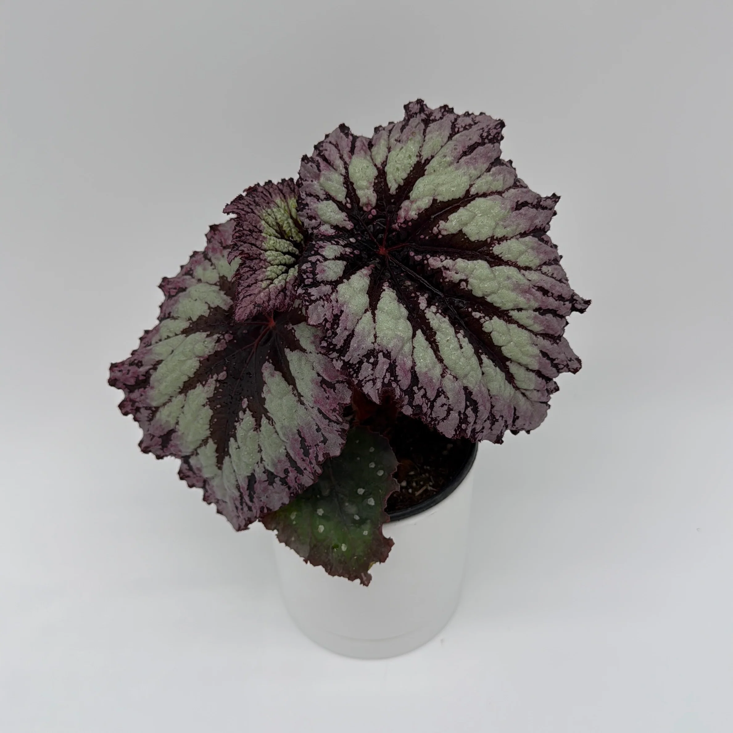 Begonia Fireworks - Image 2