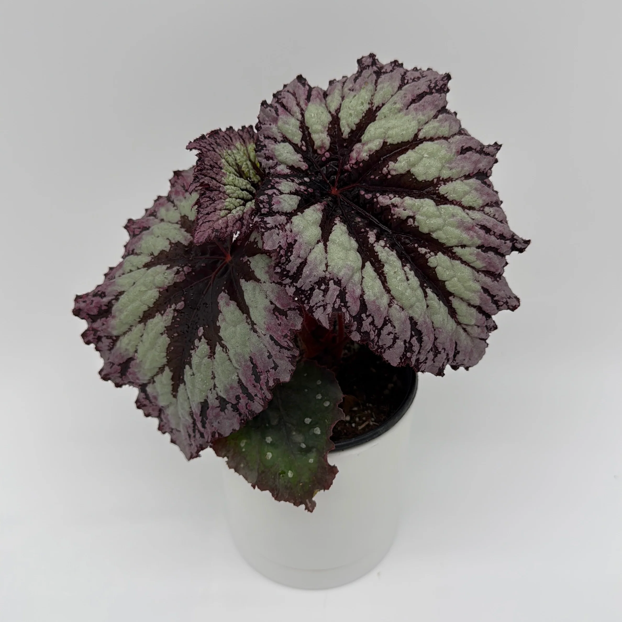 Begonia Fireworks - Image 3