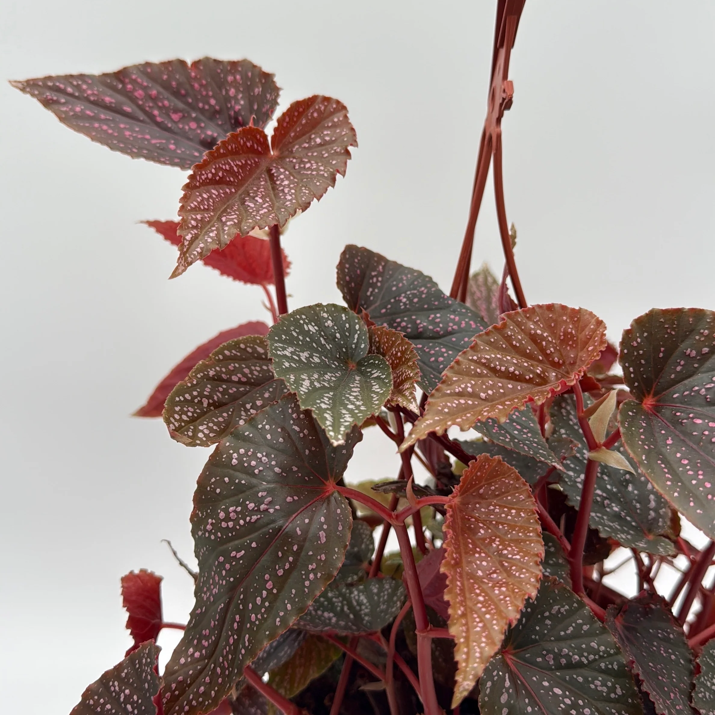 Begonia Pink Spot - Image 2