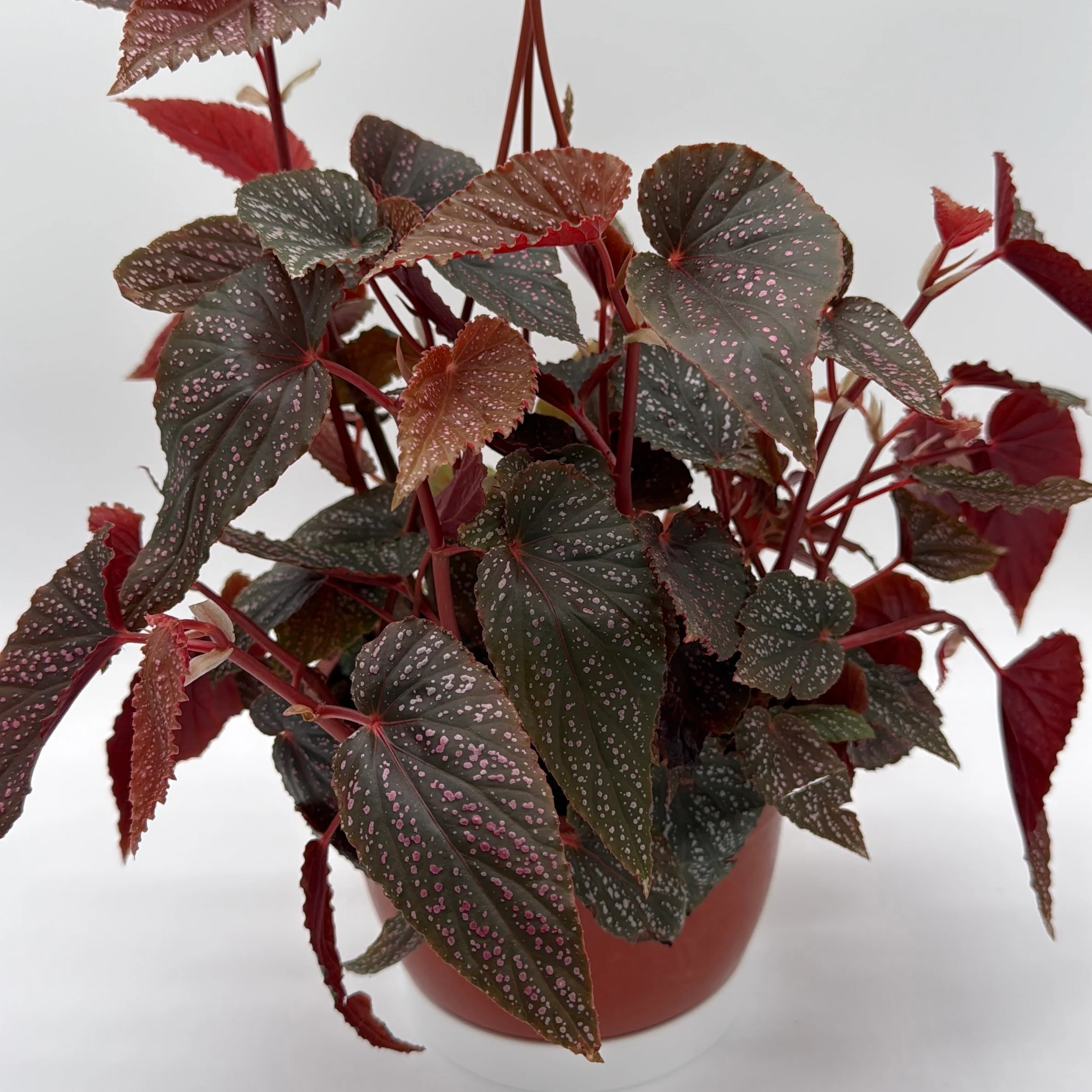 Begonia Pink Spot - Image 3