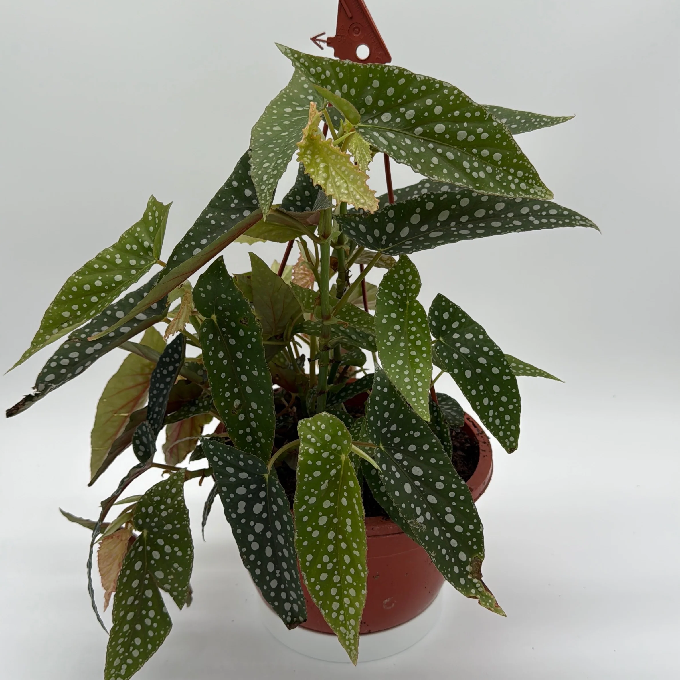 Begonia White Spot