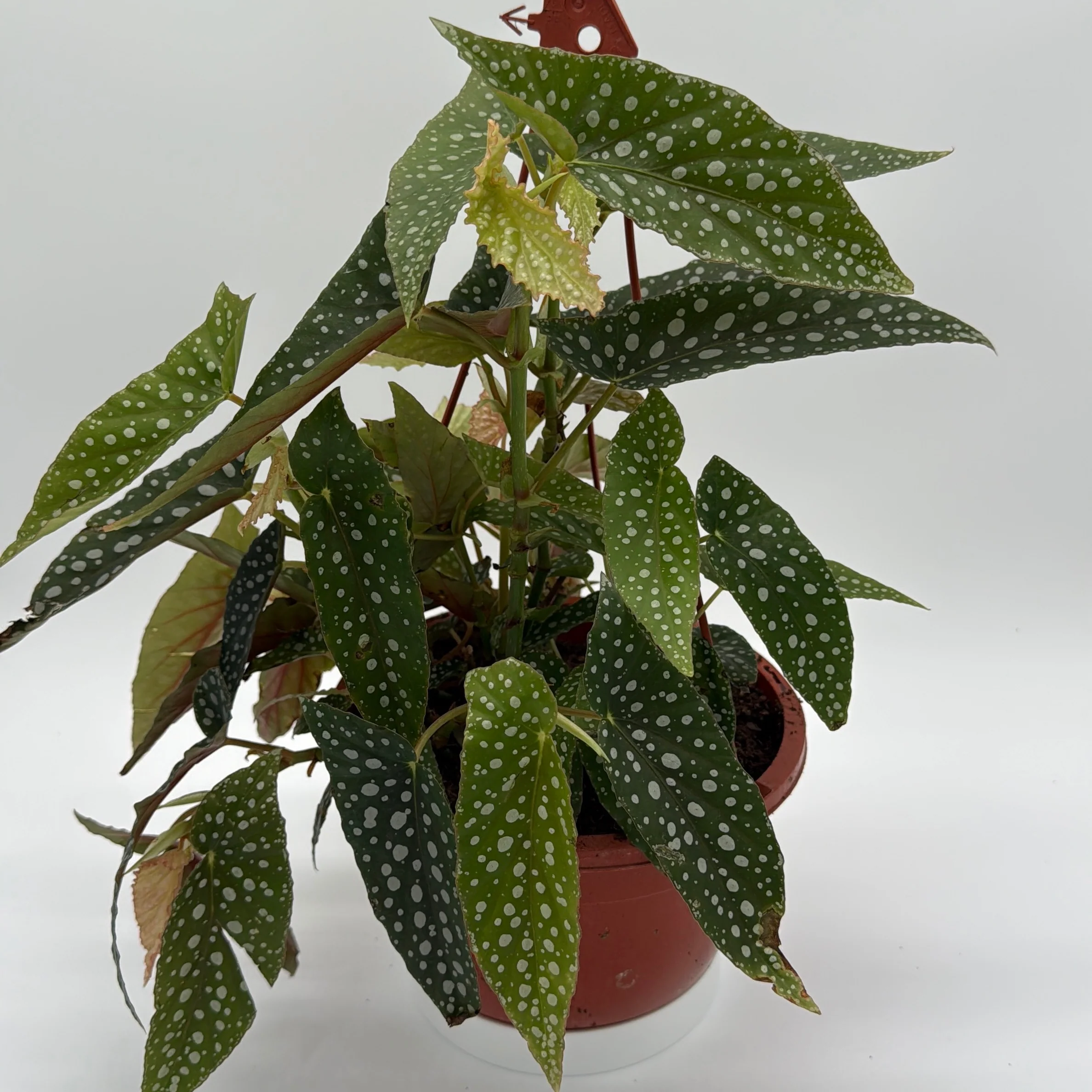 Begonia White Spot - Image 2