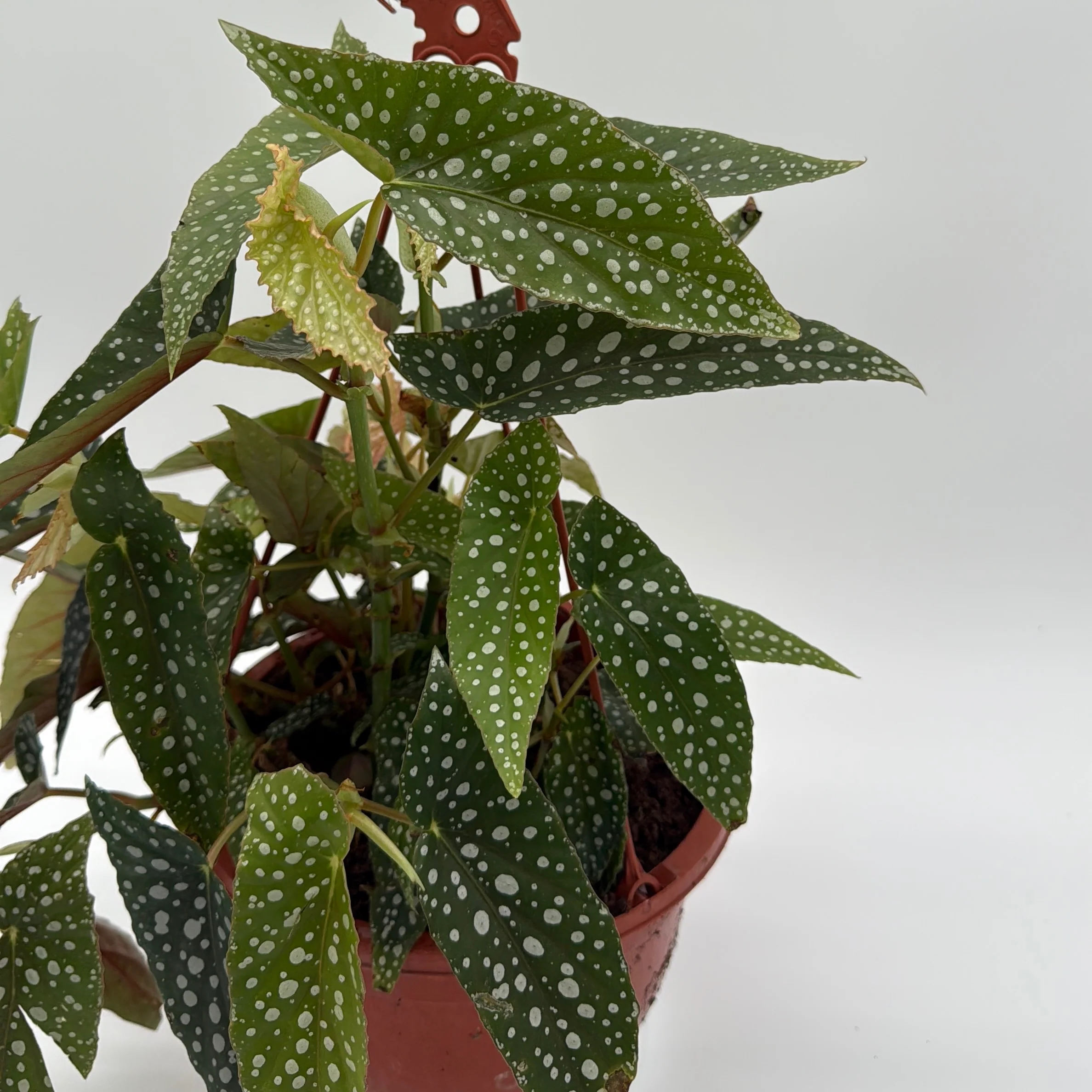 Begonia White Spot - Image 3