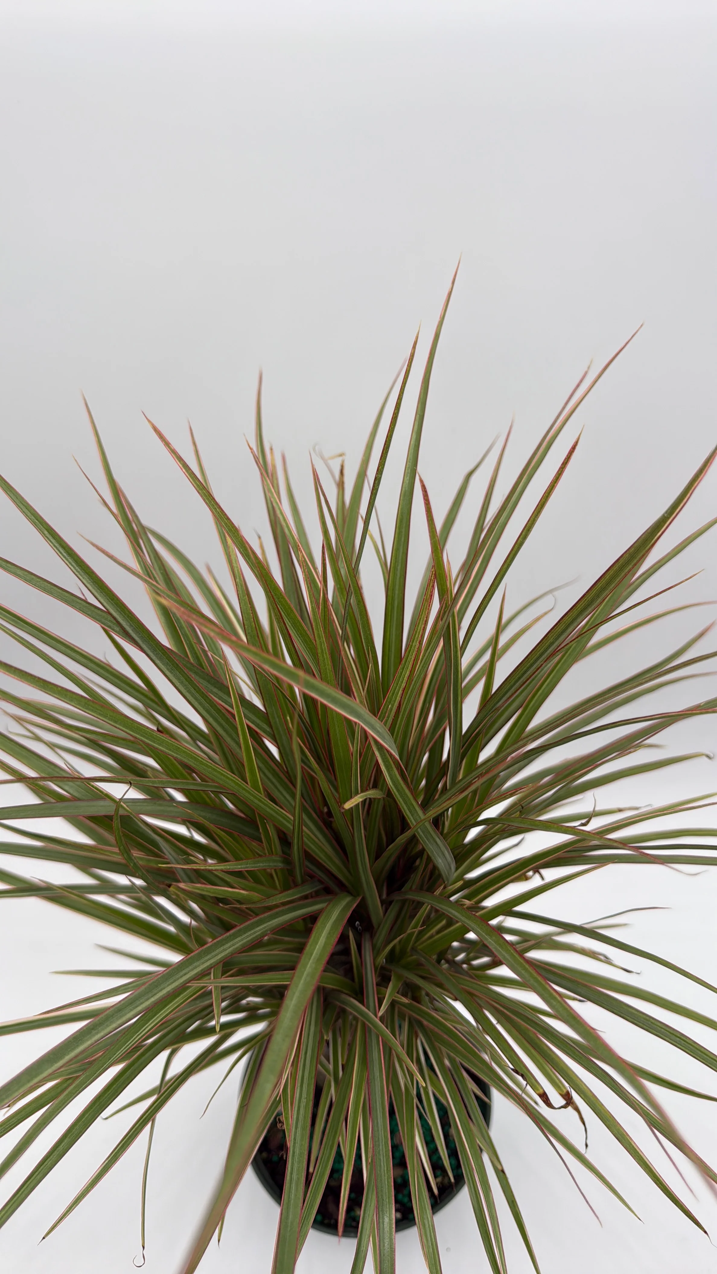 Bicolor Dracaena Marginata - Image 3