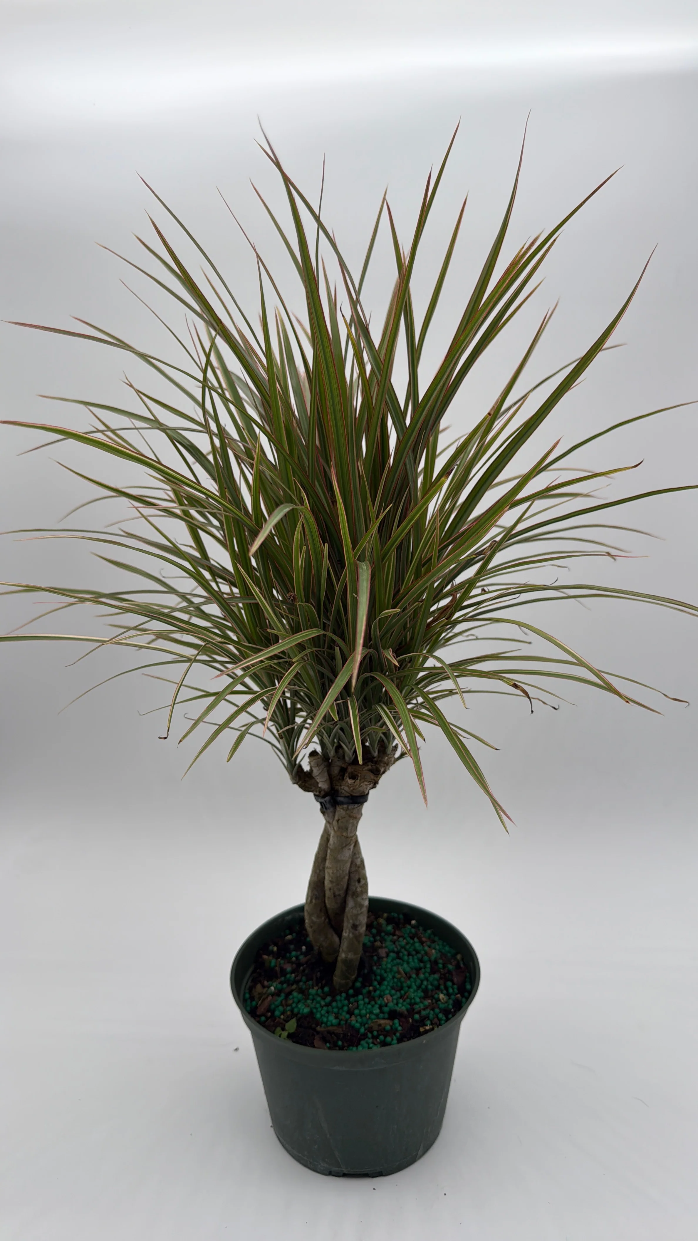 Bicolor Dracaena Marginata - Image 4