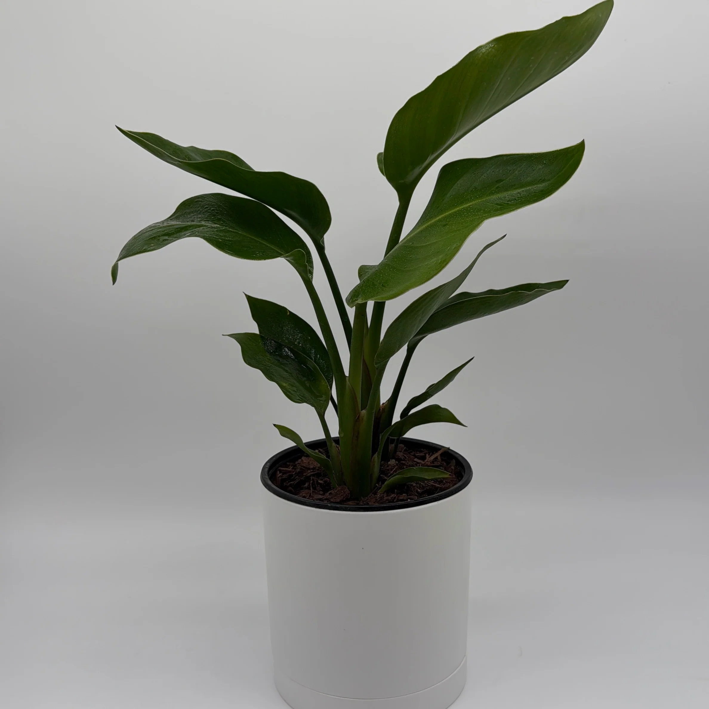 Bird of Paradise - Image 3