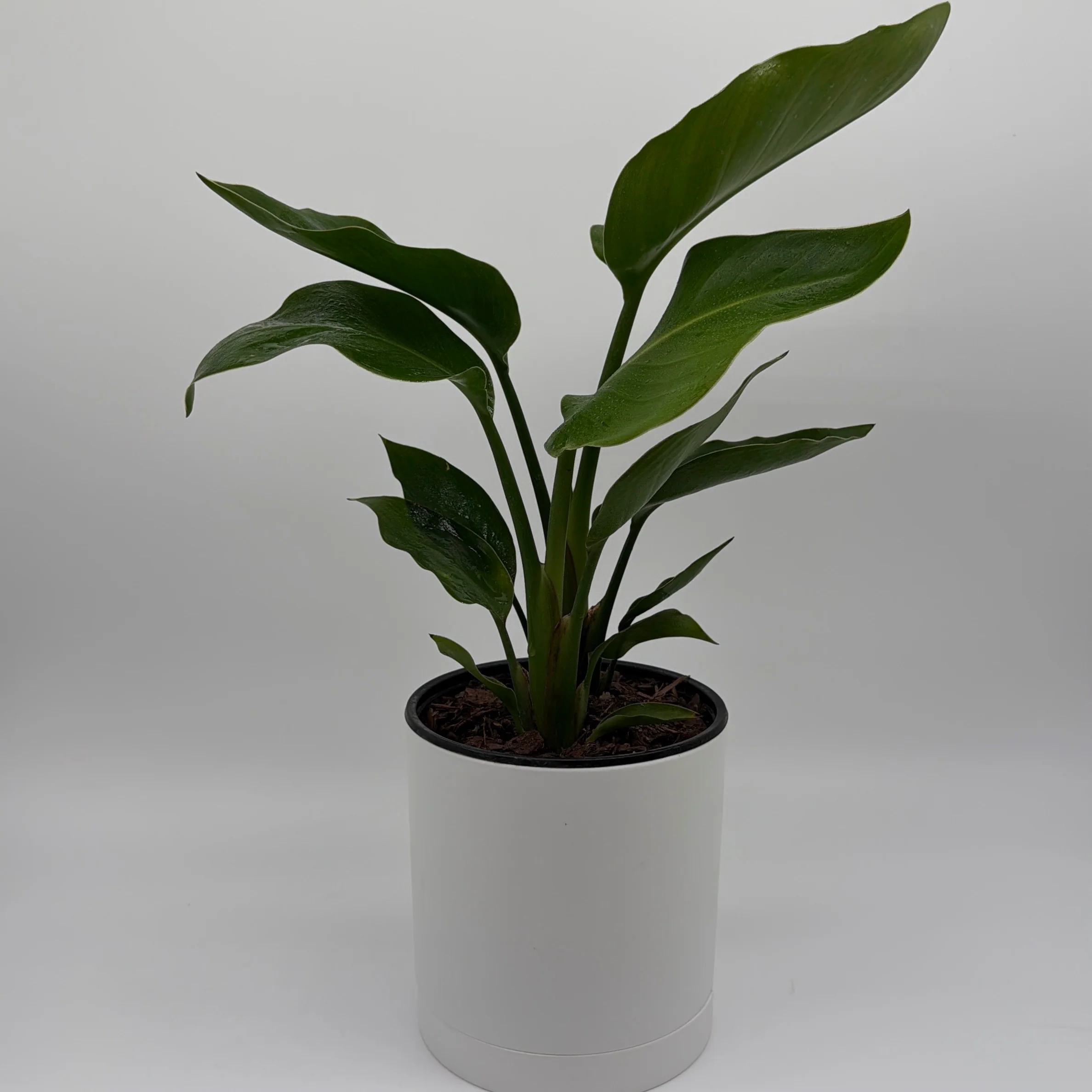 Bird of Paradise - Image 4