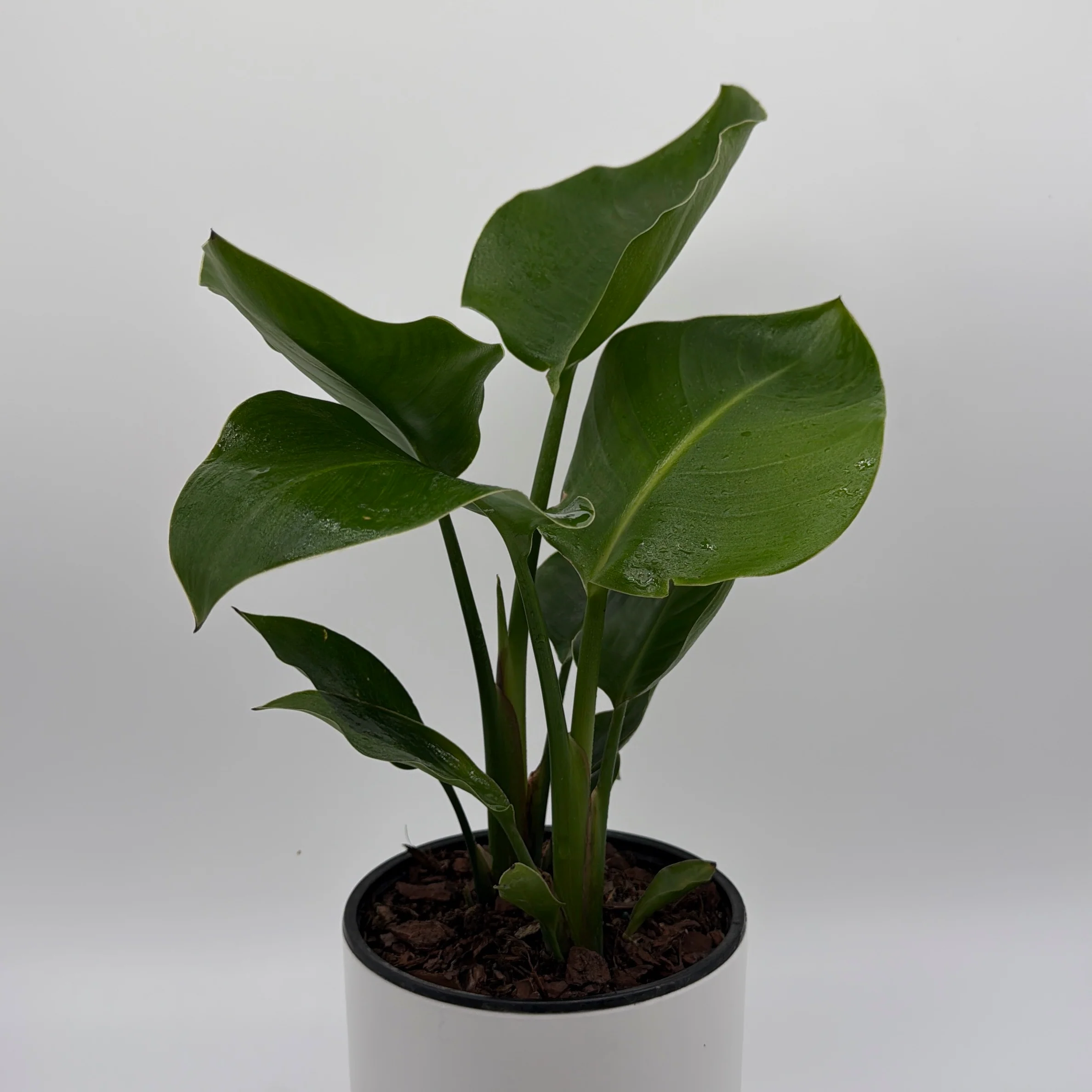 Bird of Paradise - Image 5