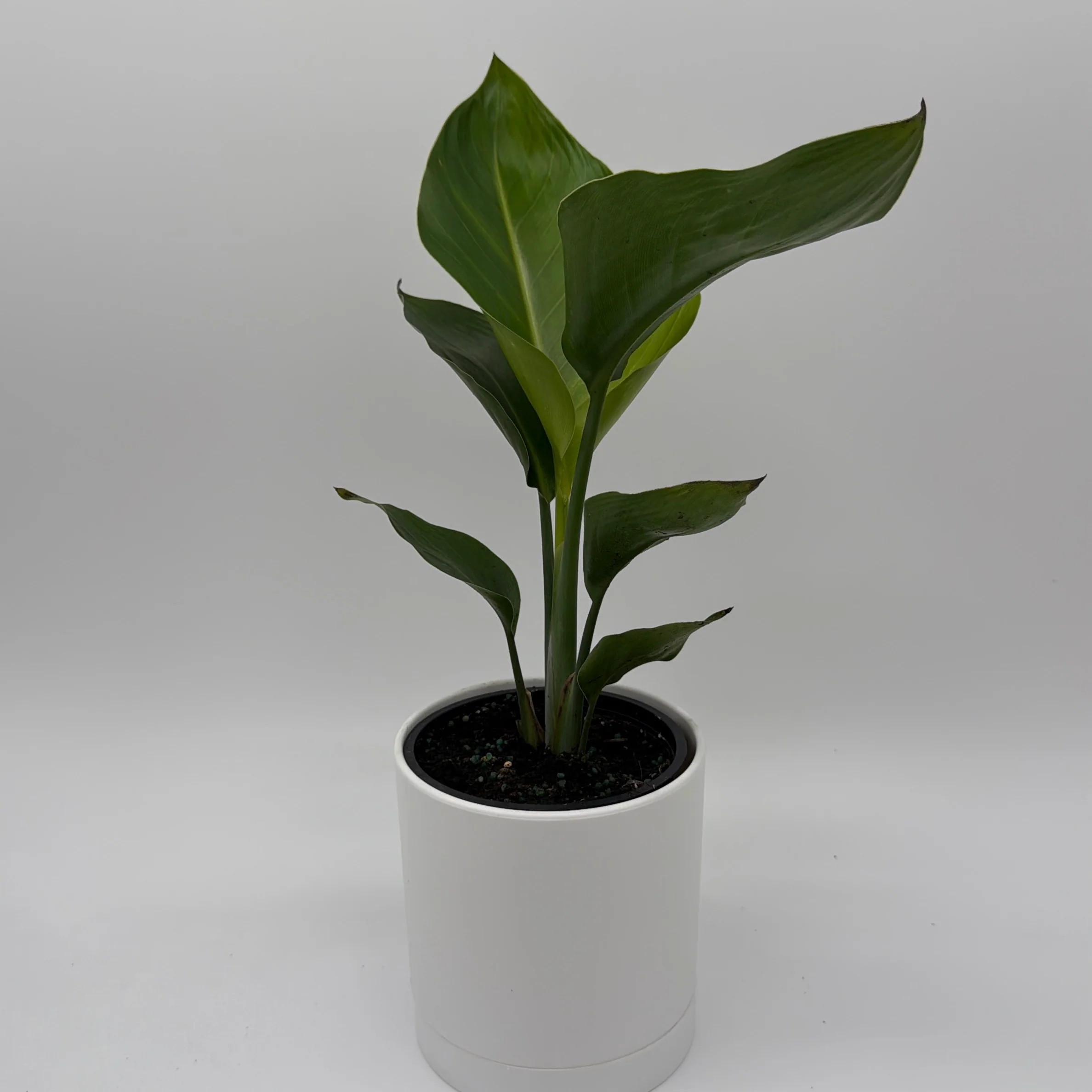 Bird of Paradise - Image 6