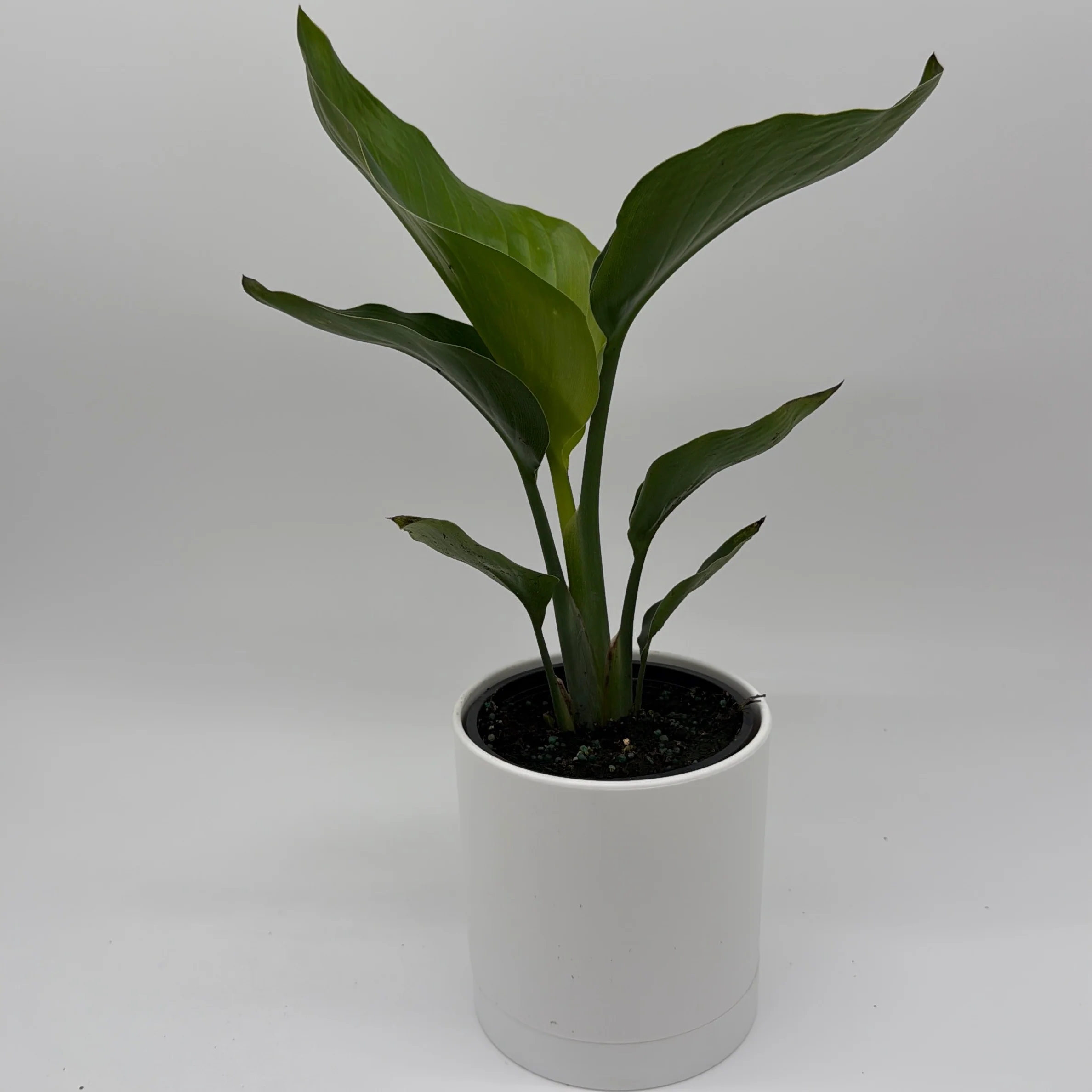 Bird of Paradise - Image 7