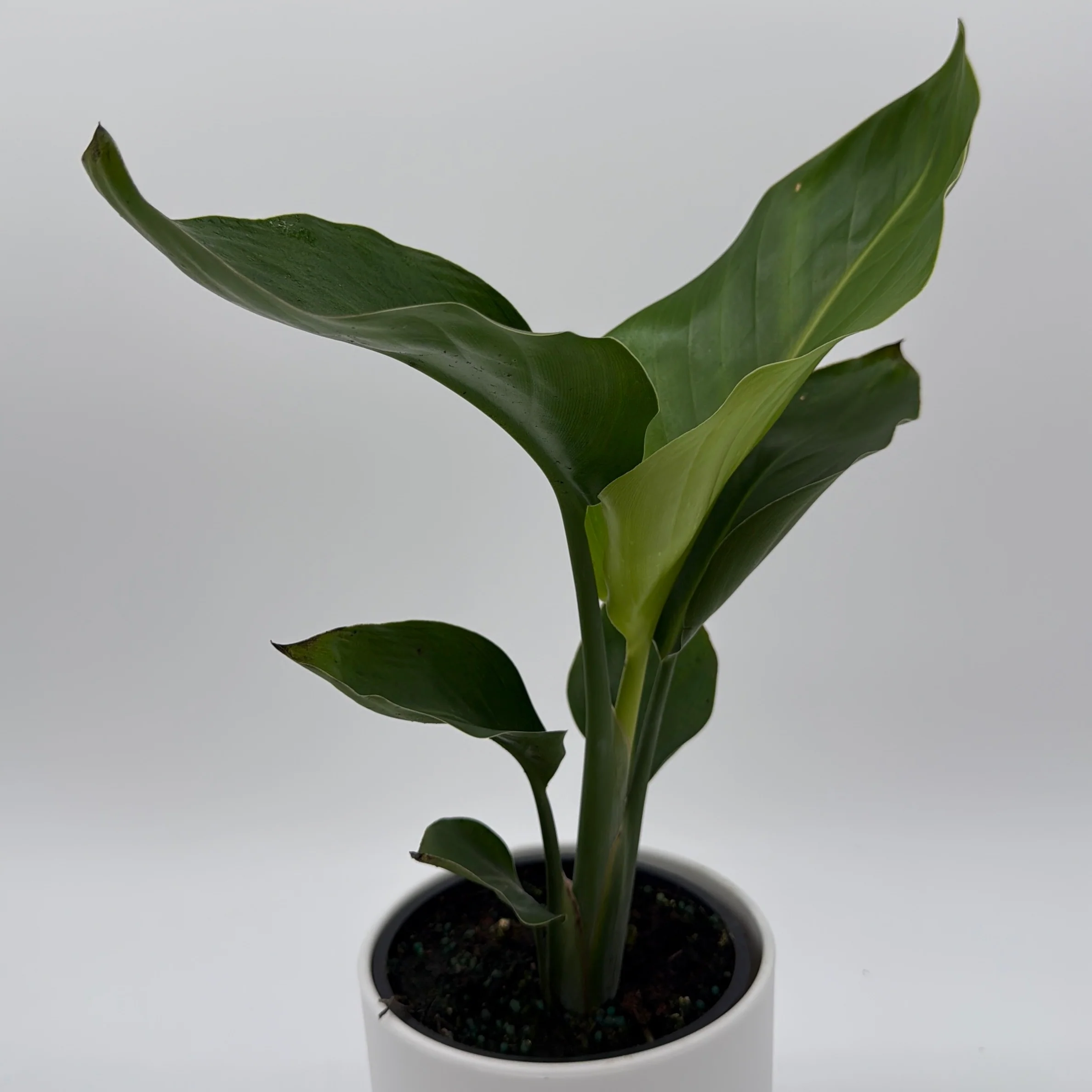 Bird of Paradise - Image 8