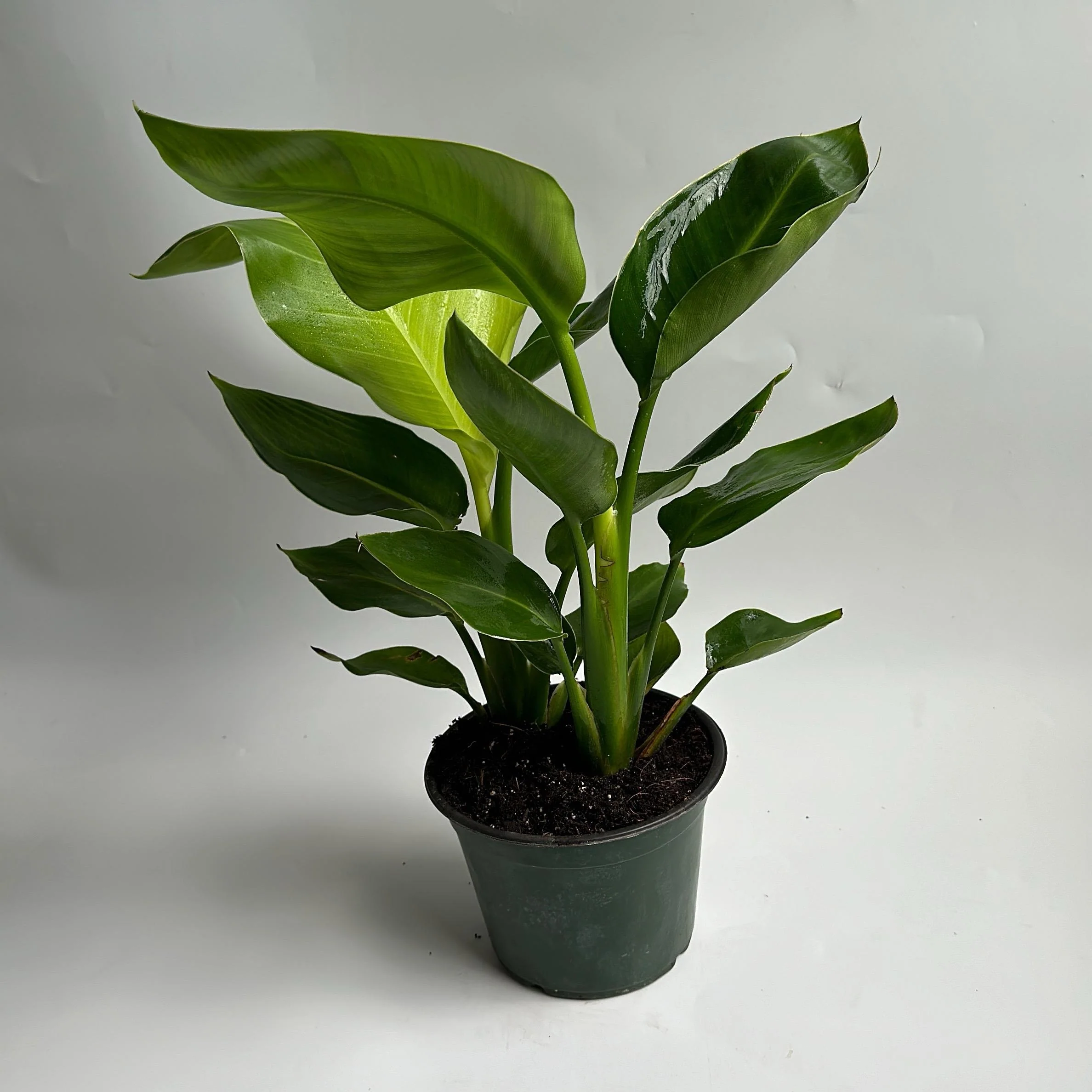 Bird of Paradise - Image 9
