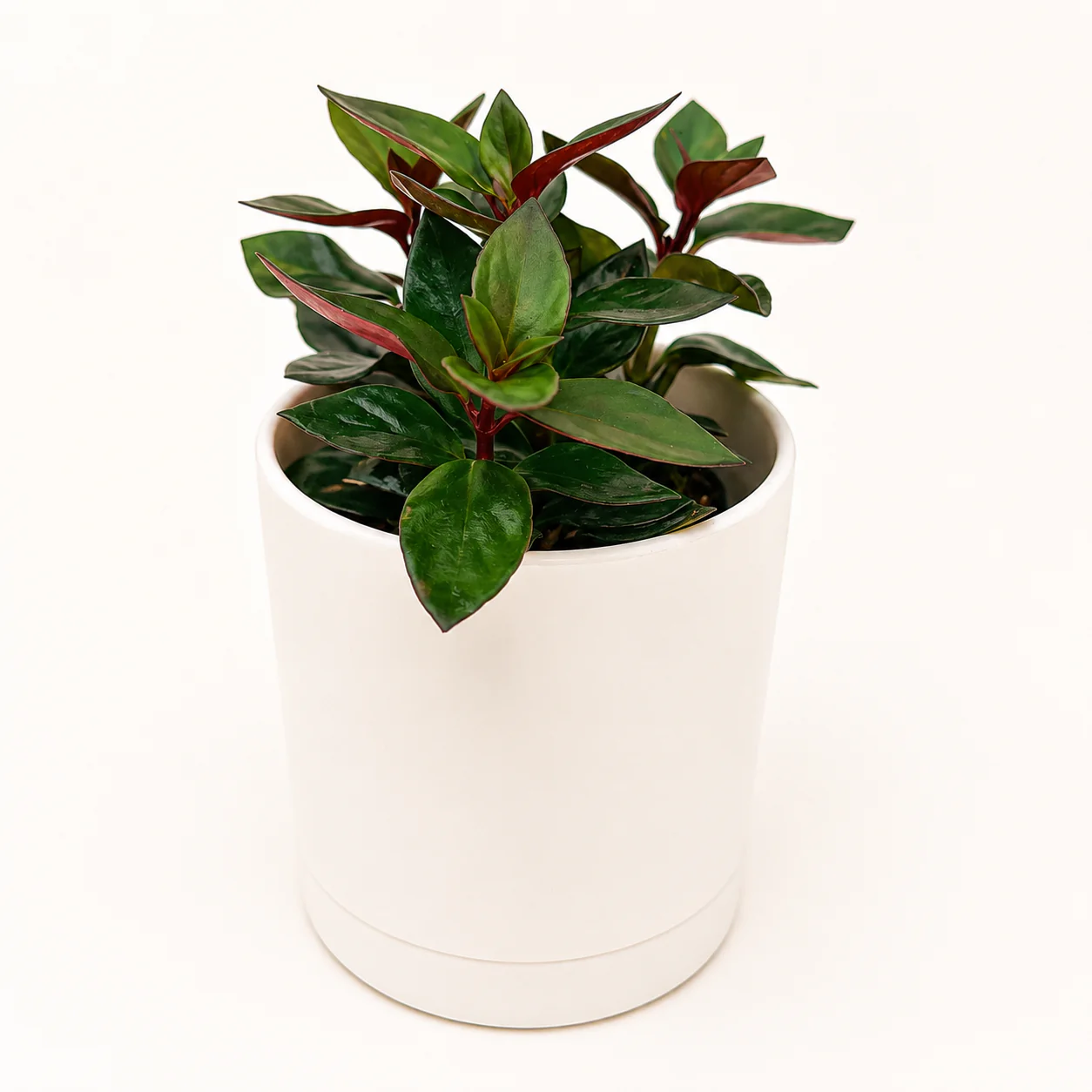 Black Goldfish Lipstick Plant